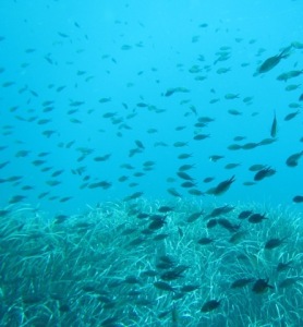 In primo piano un fitto sciame di castagnole (Chromis chromis) che nuota sulla prateria.