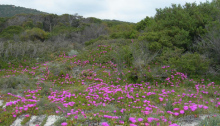 carpobrotus