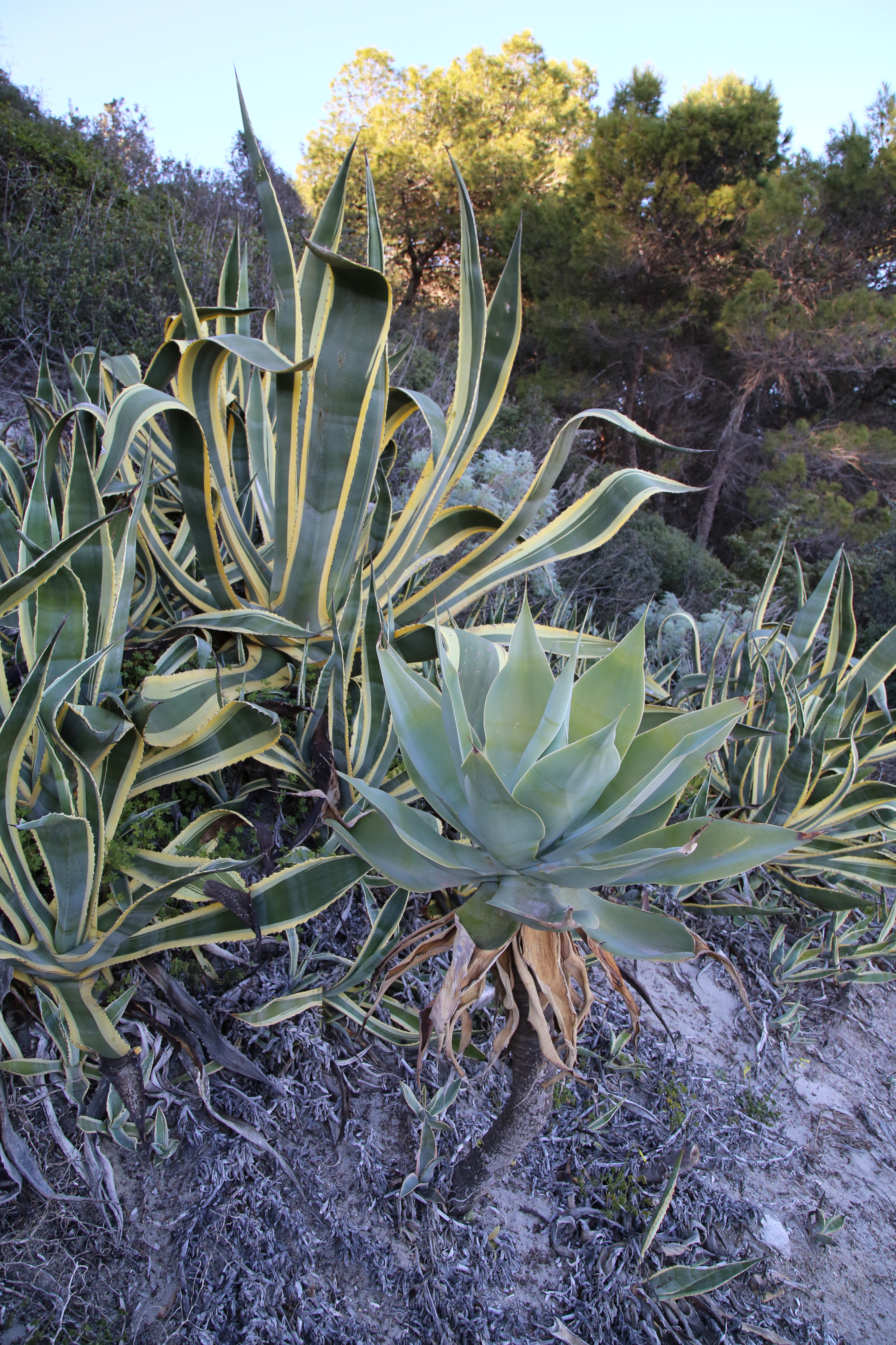 Agave (Agave americana e Agave attenuata)