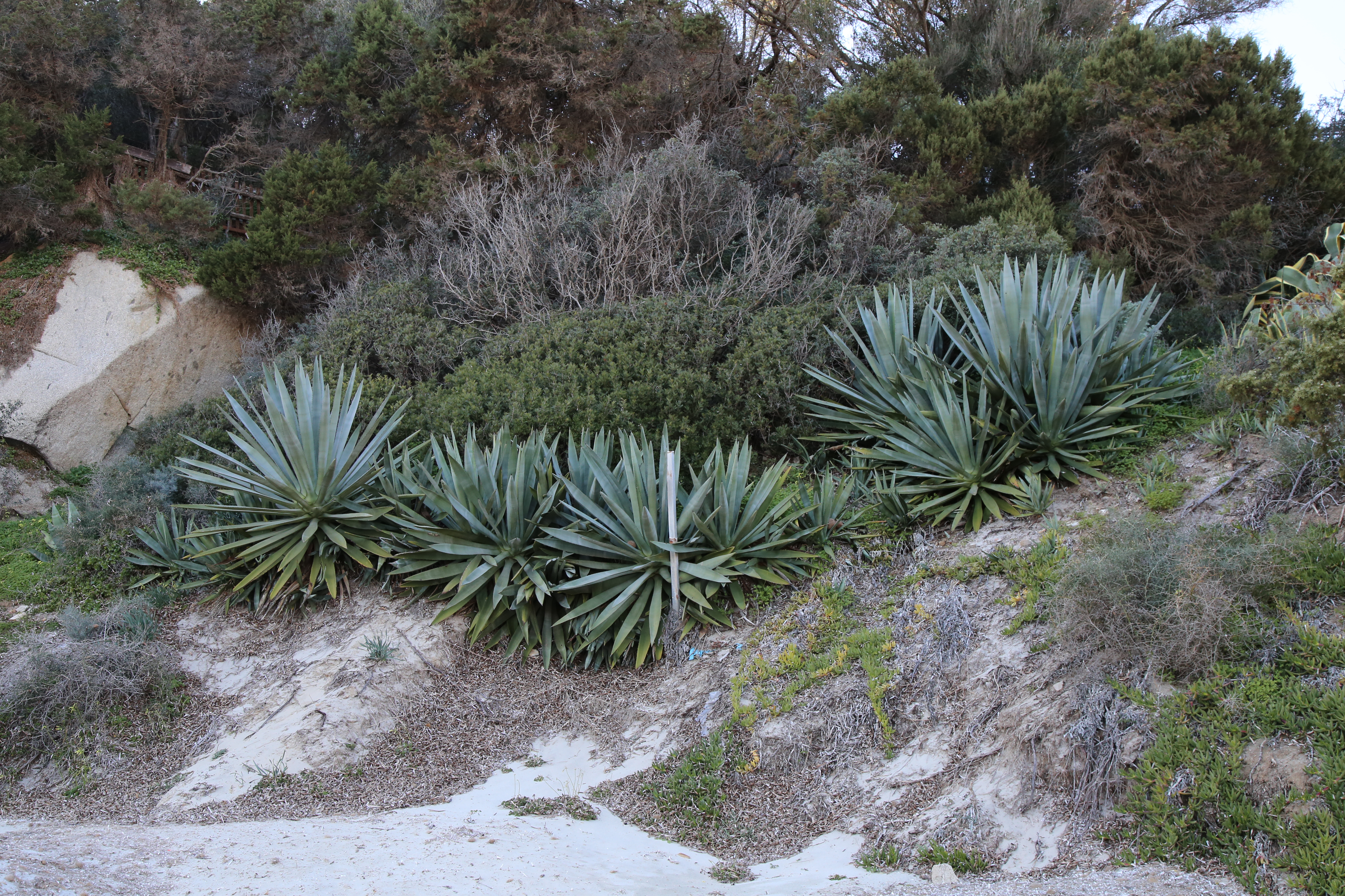 Agave e fico degli Ottentotti comune (Agave fuorcroydes e Carpobrotus acinaciformis)