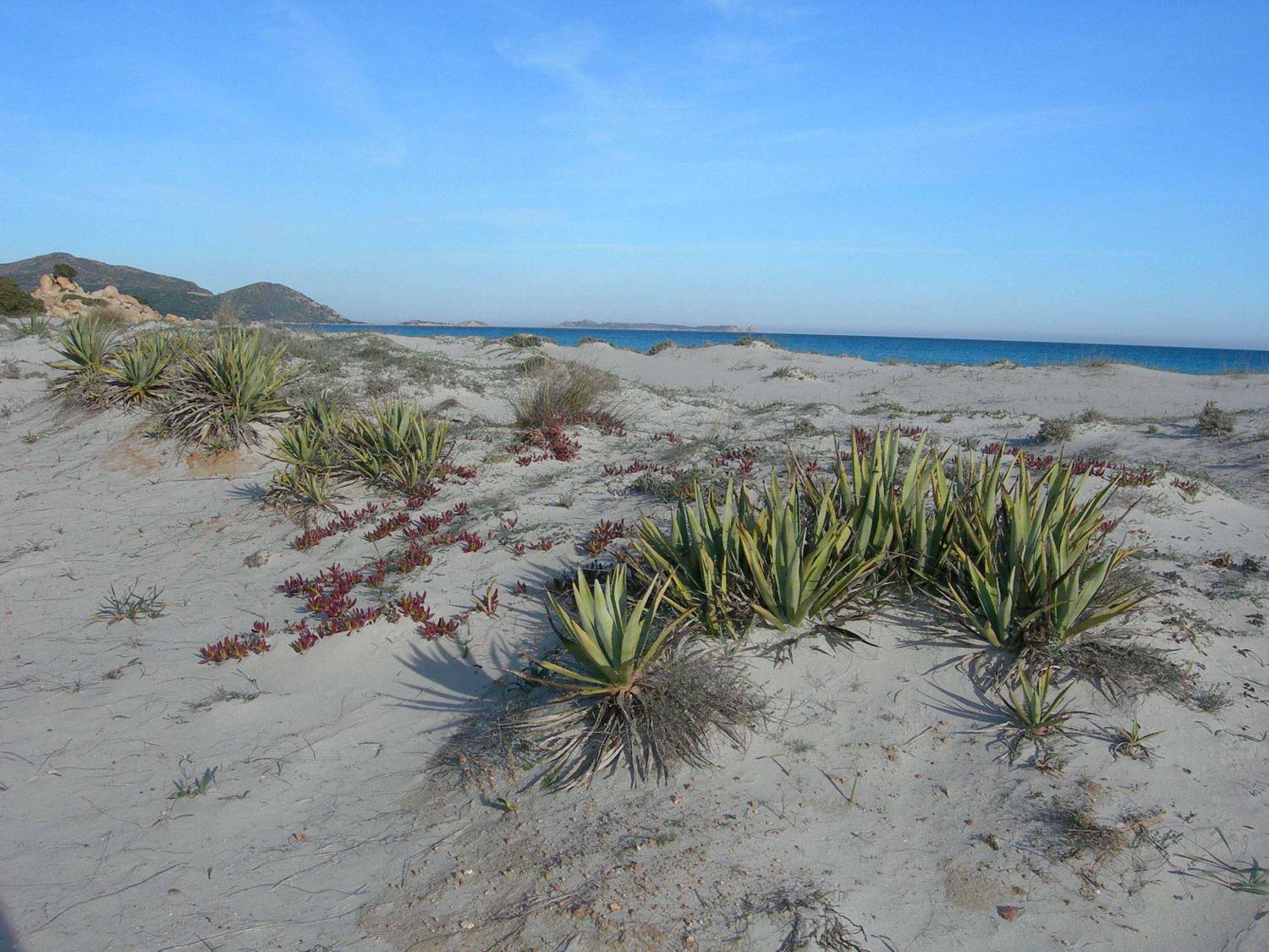 Agavi e fico degli Ottentotti (Agave americana e Carpobrotus acinaciformis)