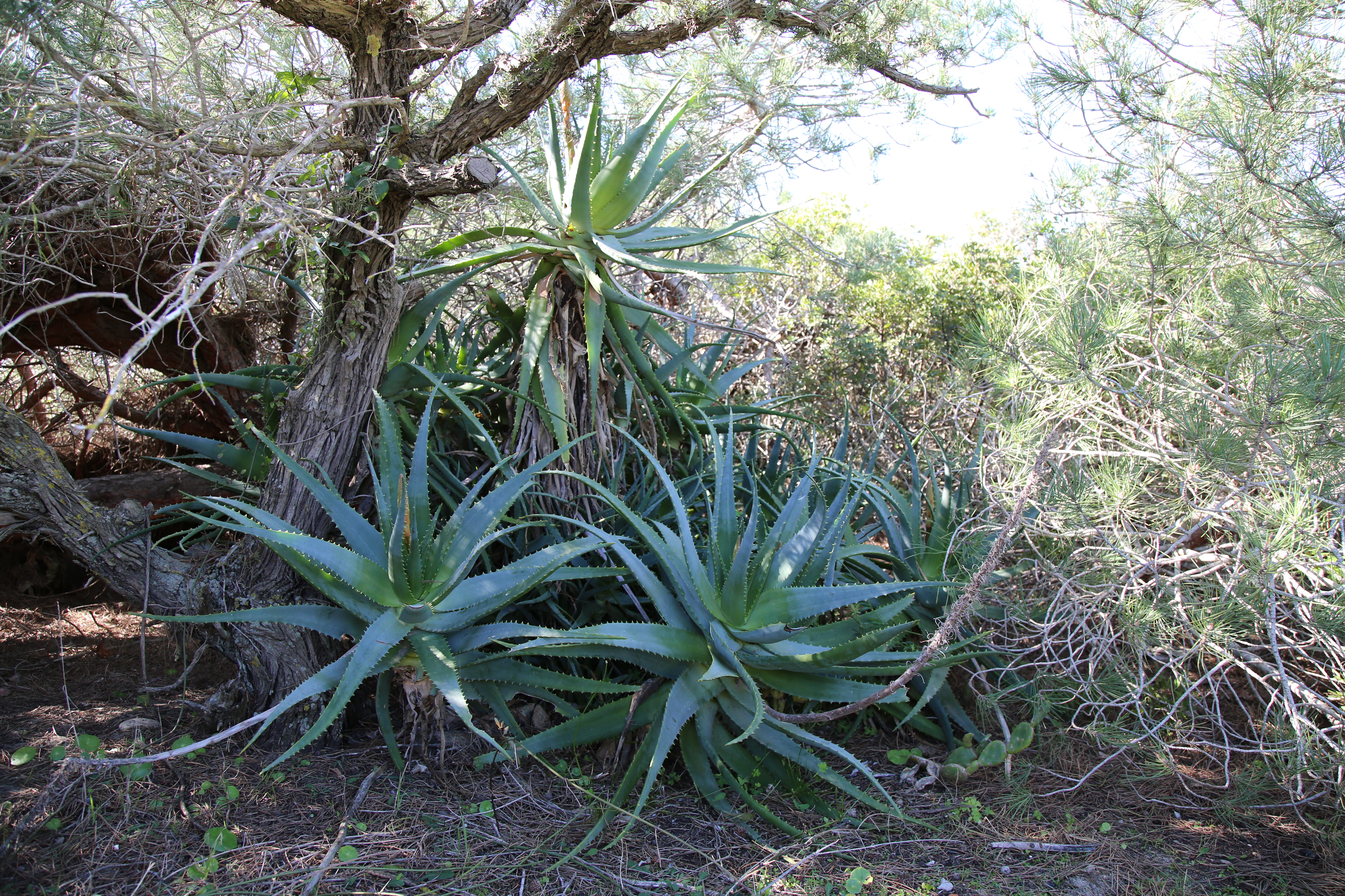 Aloe grigioazzurra (Aloe caesia)