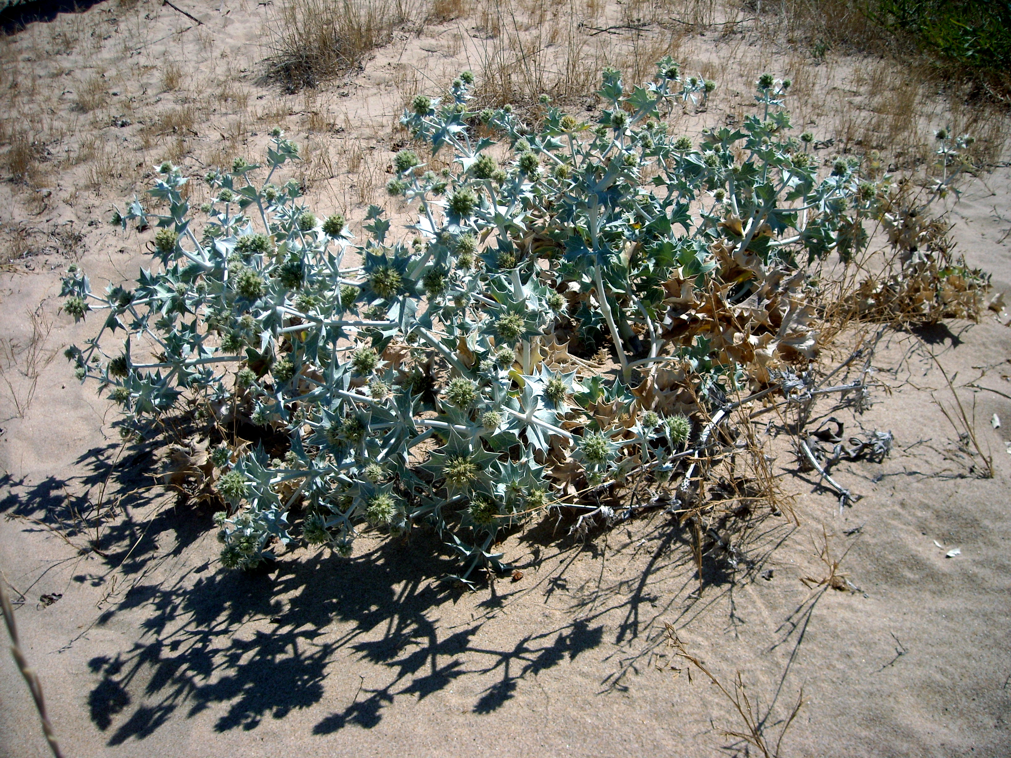 Calcatreppola marittima (Eryngium maritimum)