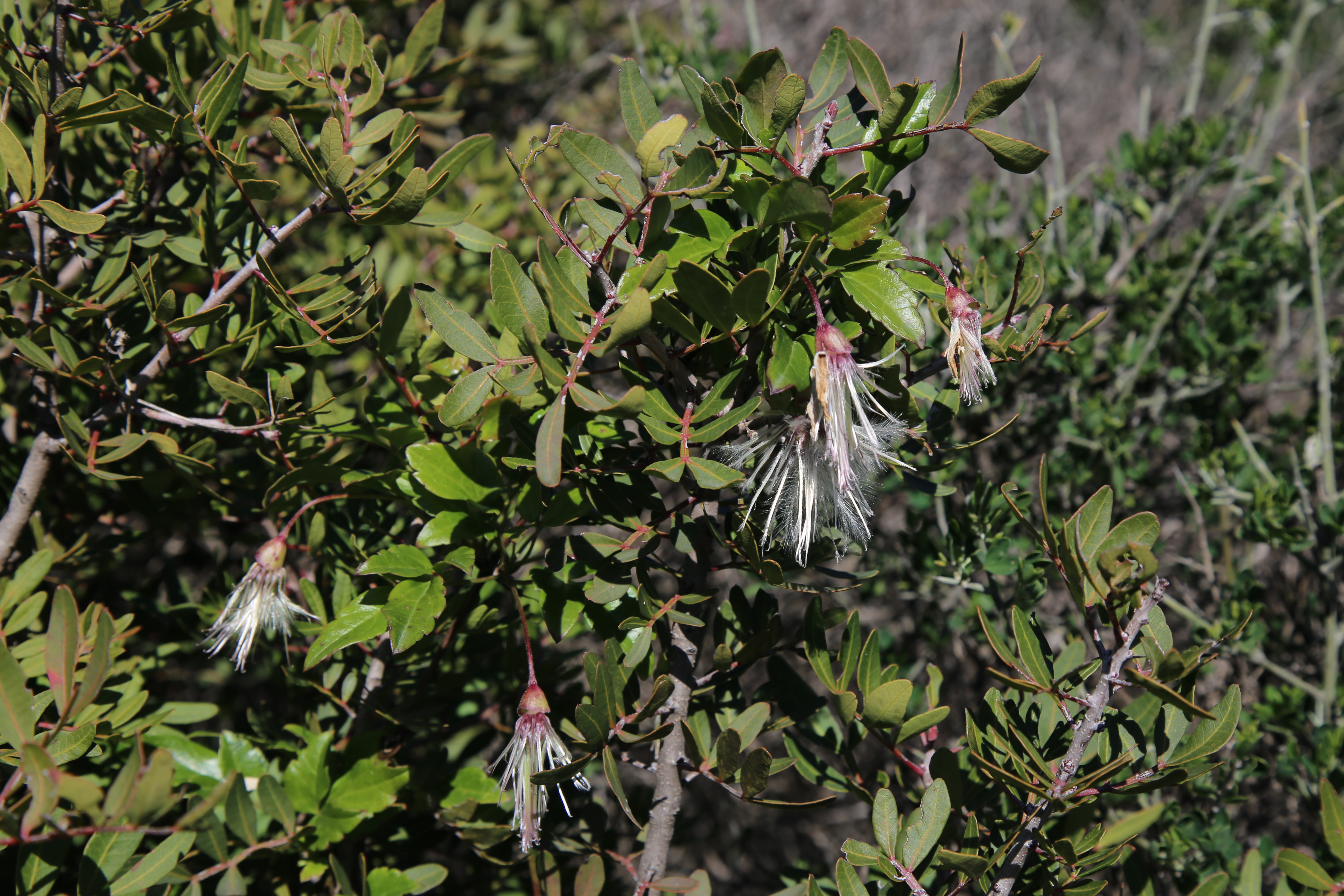 Clematide cirrosa (Clematis cirrhosa)
