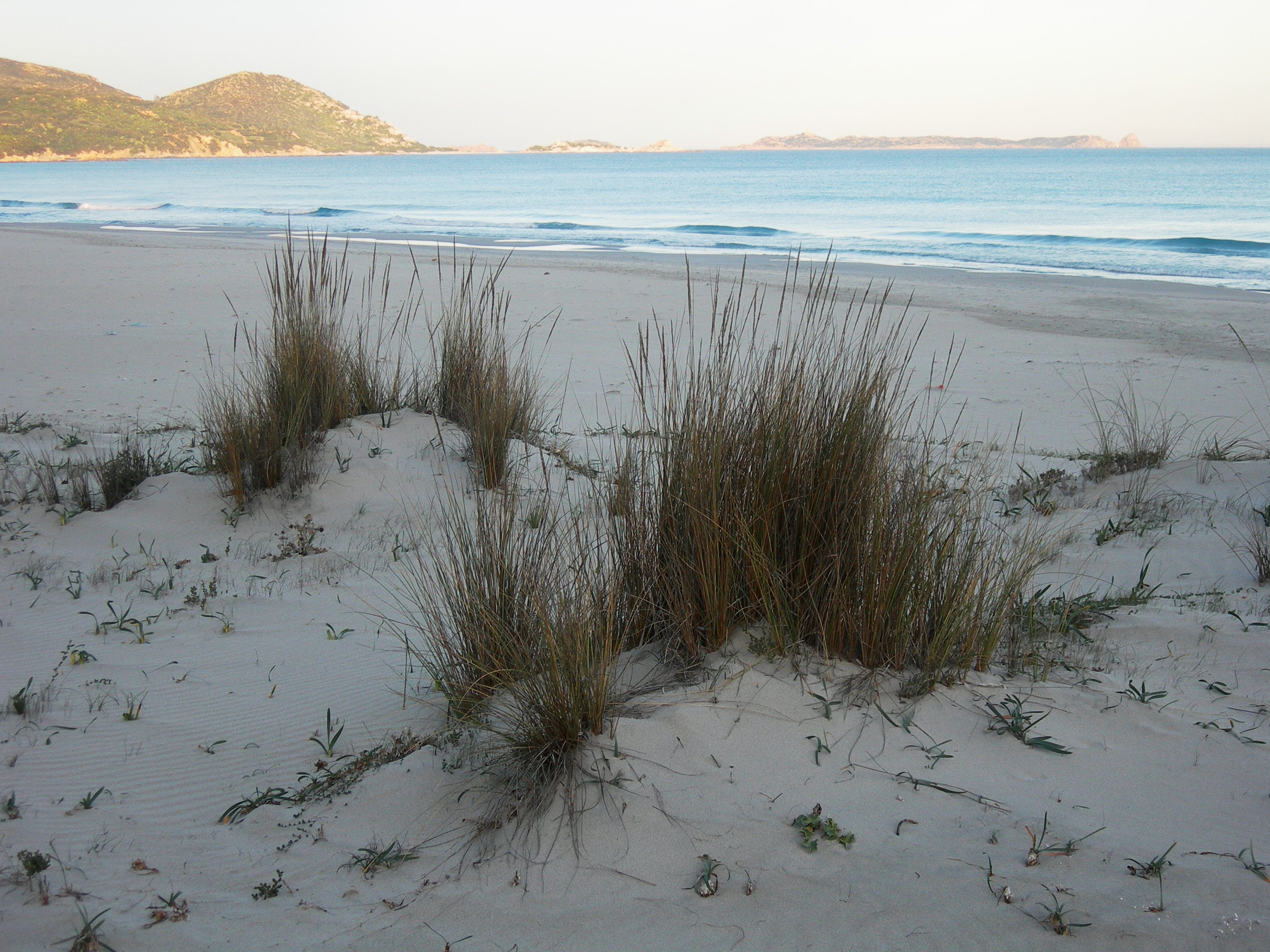 Duna mobile a Sparto pungente - Ammofileto (Ammophila arenaria)