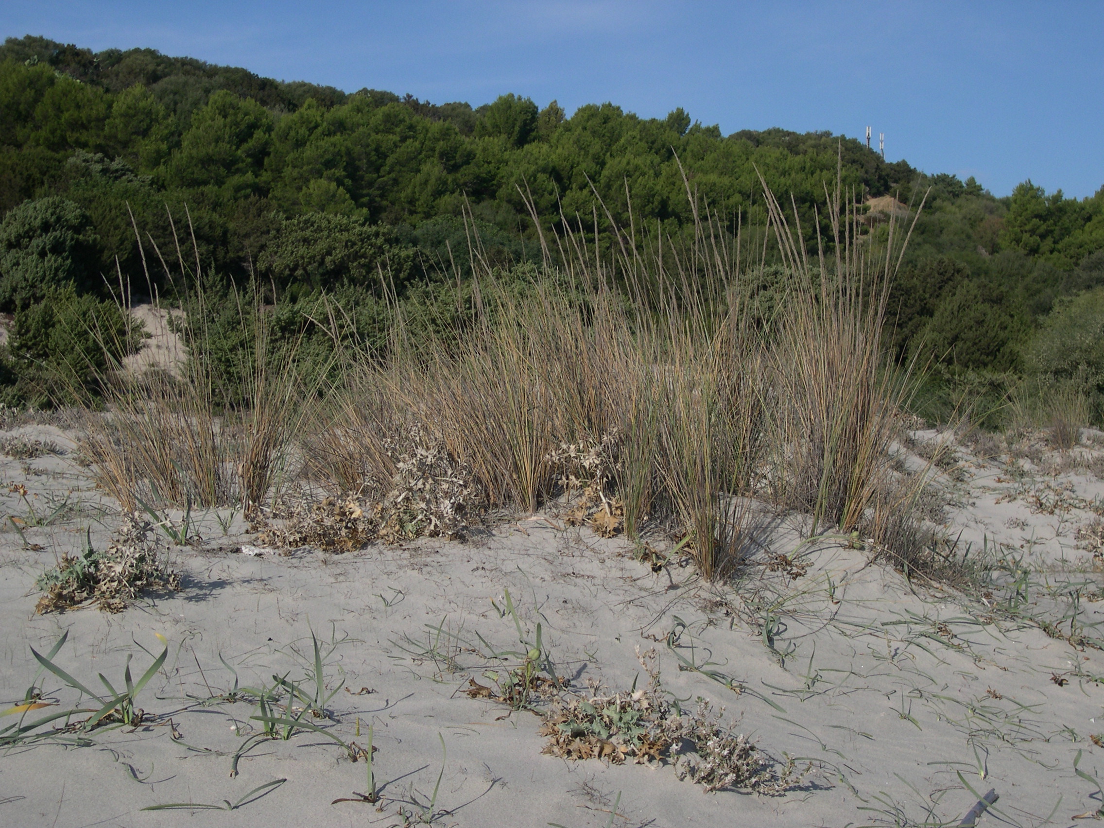 Duna mobile a Sparto pungente (Ammofileto, Ammophila arenaria)