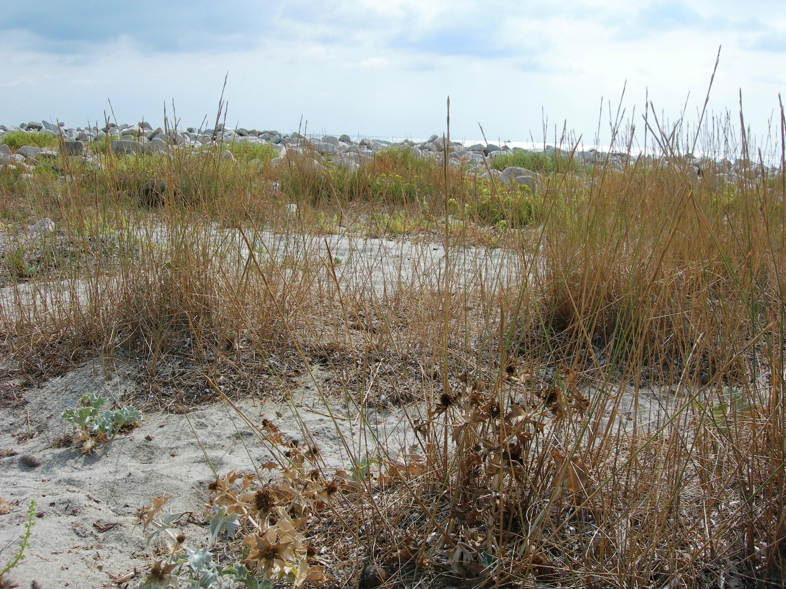 Duna mobile a gramigna delle spiagge (Elytrigeto Elytrigia juncea)