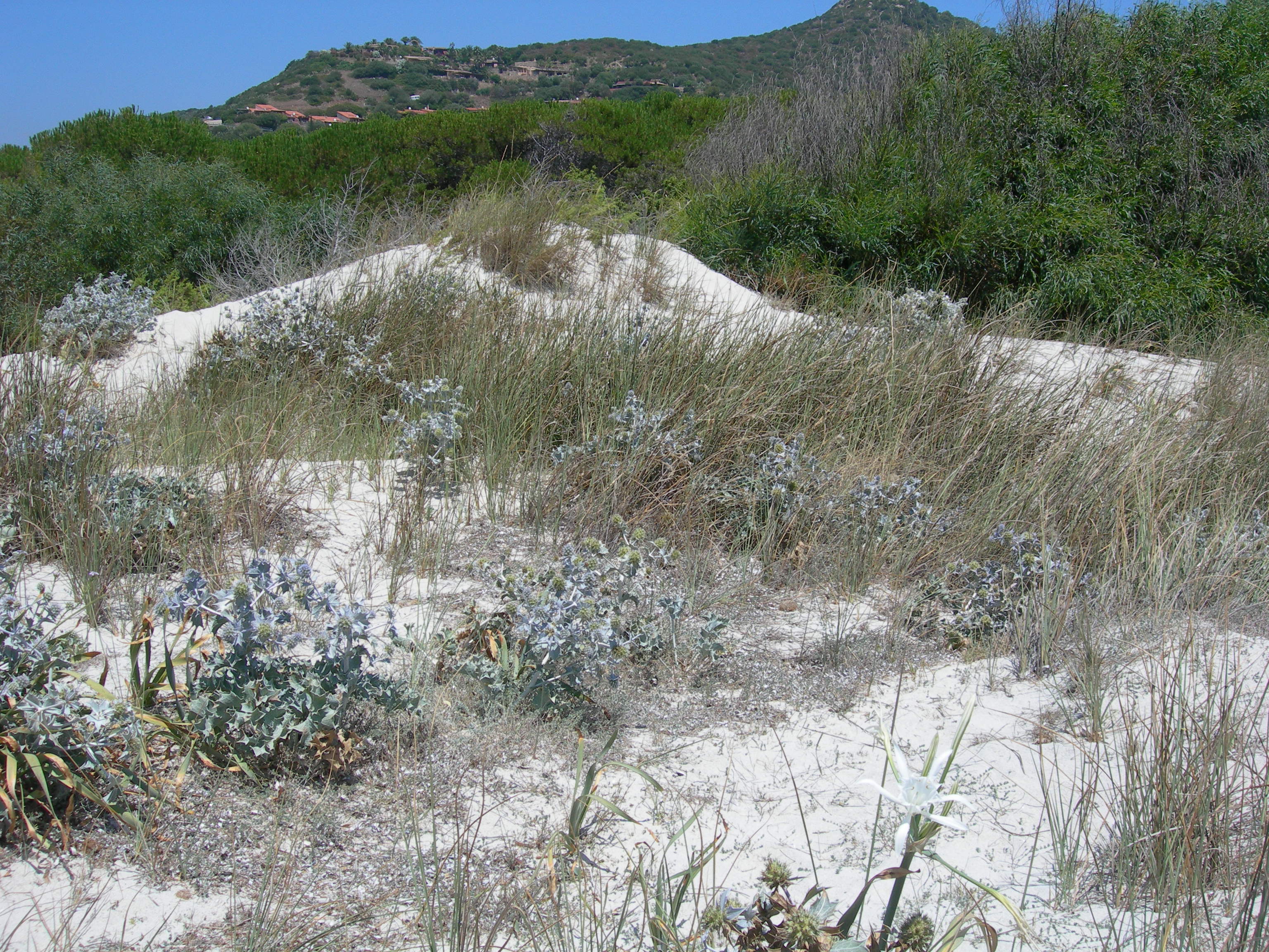 Dune mobili (Campulongu)