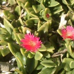 Erba cristallina cordifolia (Aptenia cordifolia)