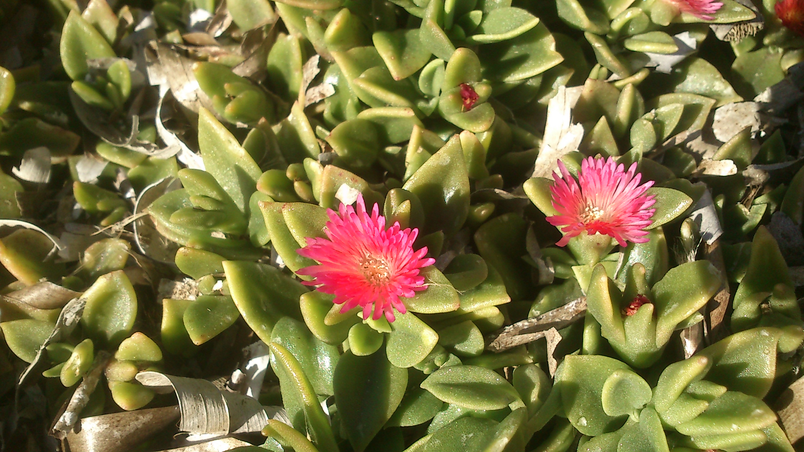 Erba cristallina cordifolia (Aptenia cordifolia)