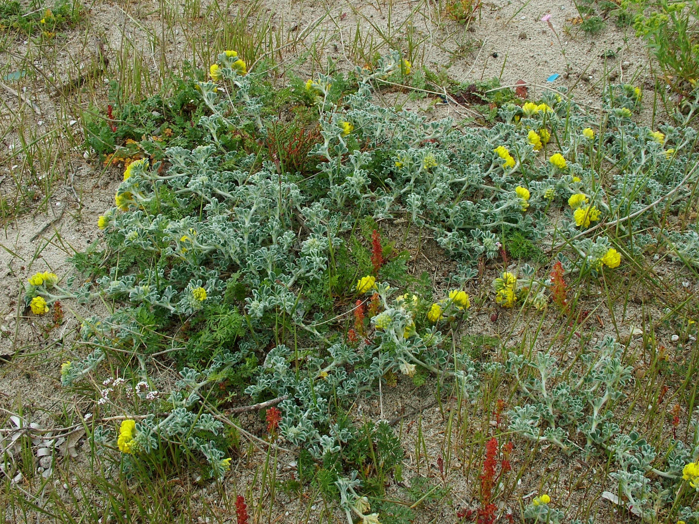 Erba medica marina (Medicago marina)