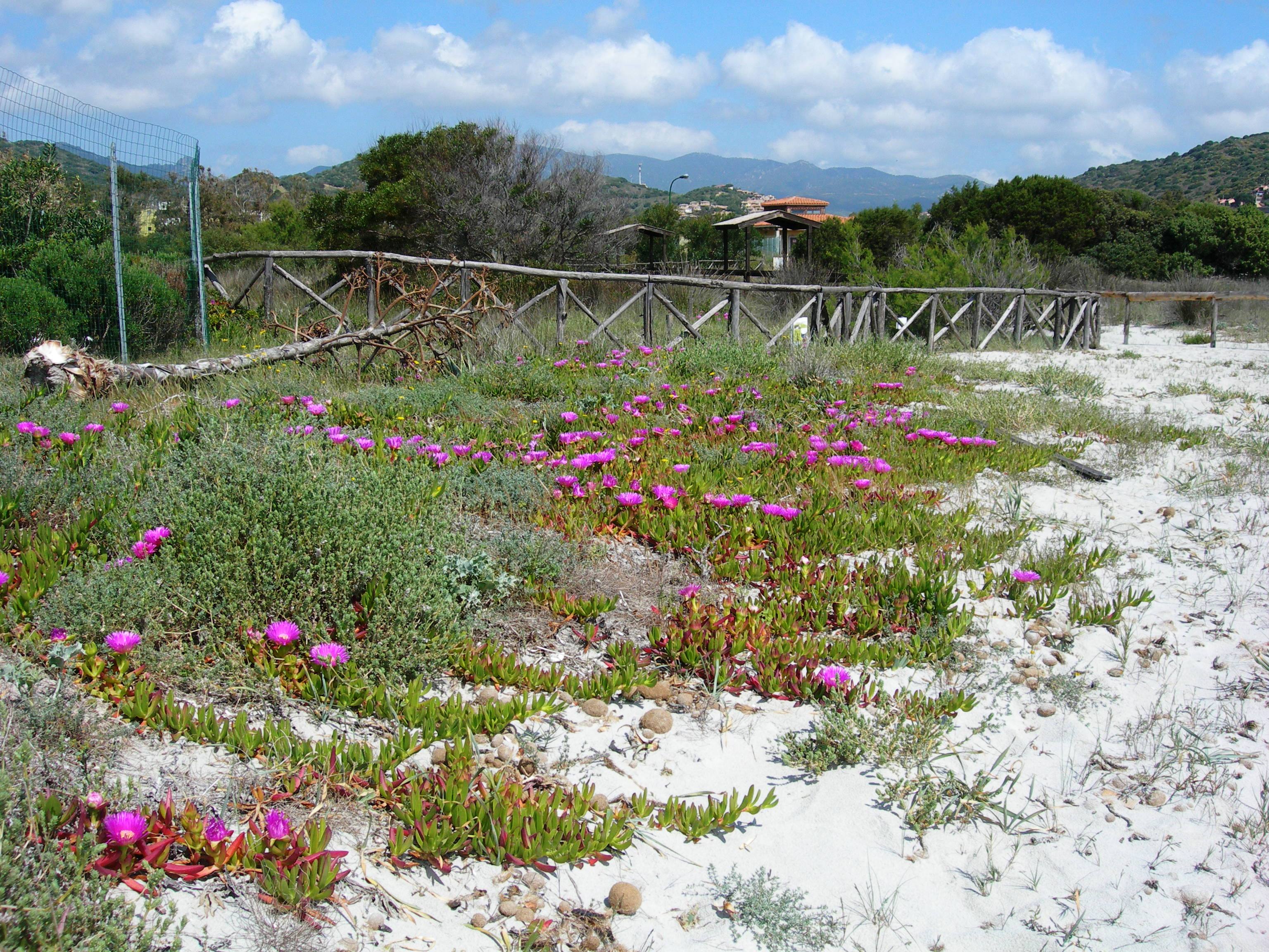 Fico degli Ottentotti (Carpobrotus acinaciformis)