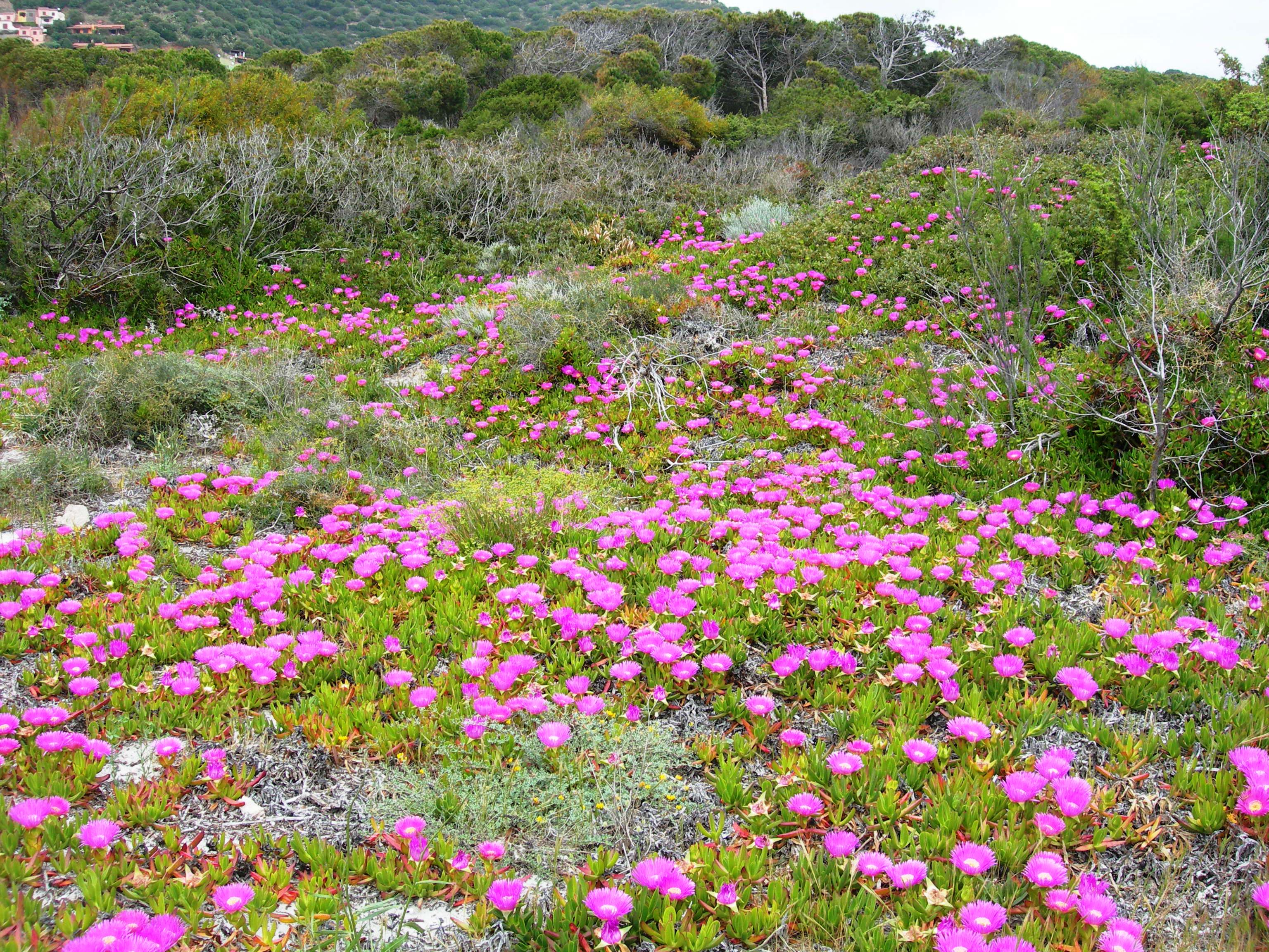 Fico degli Ottentotti (Carpobrotus acinaciformis)
