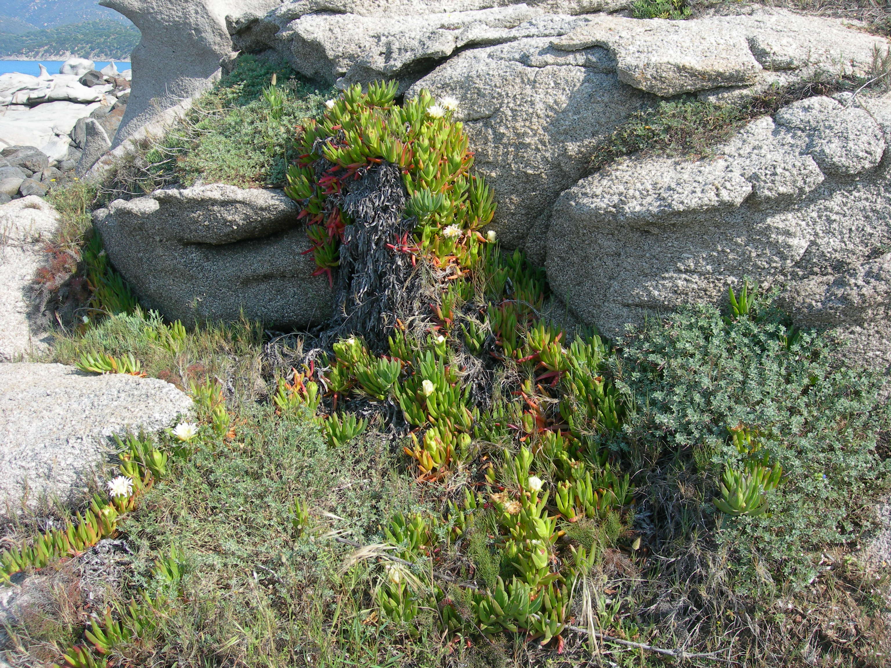 Fico degli Ottentotti  (Carpobrotus edulis)