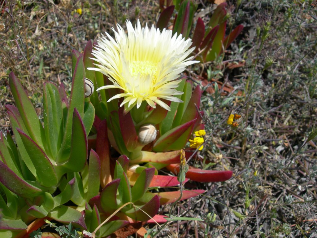 Fico degli Ottentotti (Carpobrotus edulis)