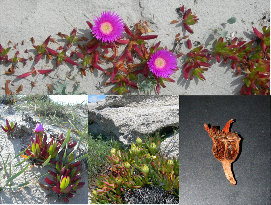 Fico degli Ottentotti (particolari fiore e frutto)