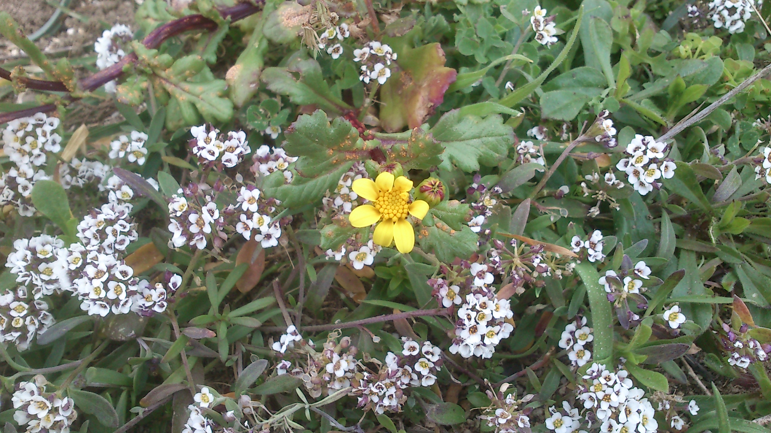 Filigrana comune e Senecio che si trasforma (Lobularia maritima e Senecio transiens)