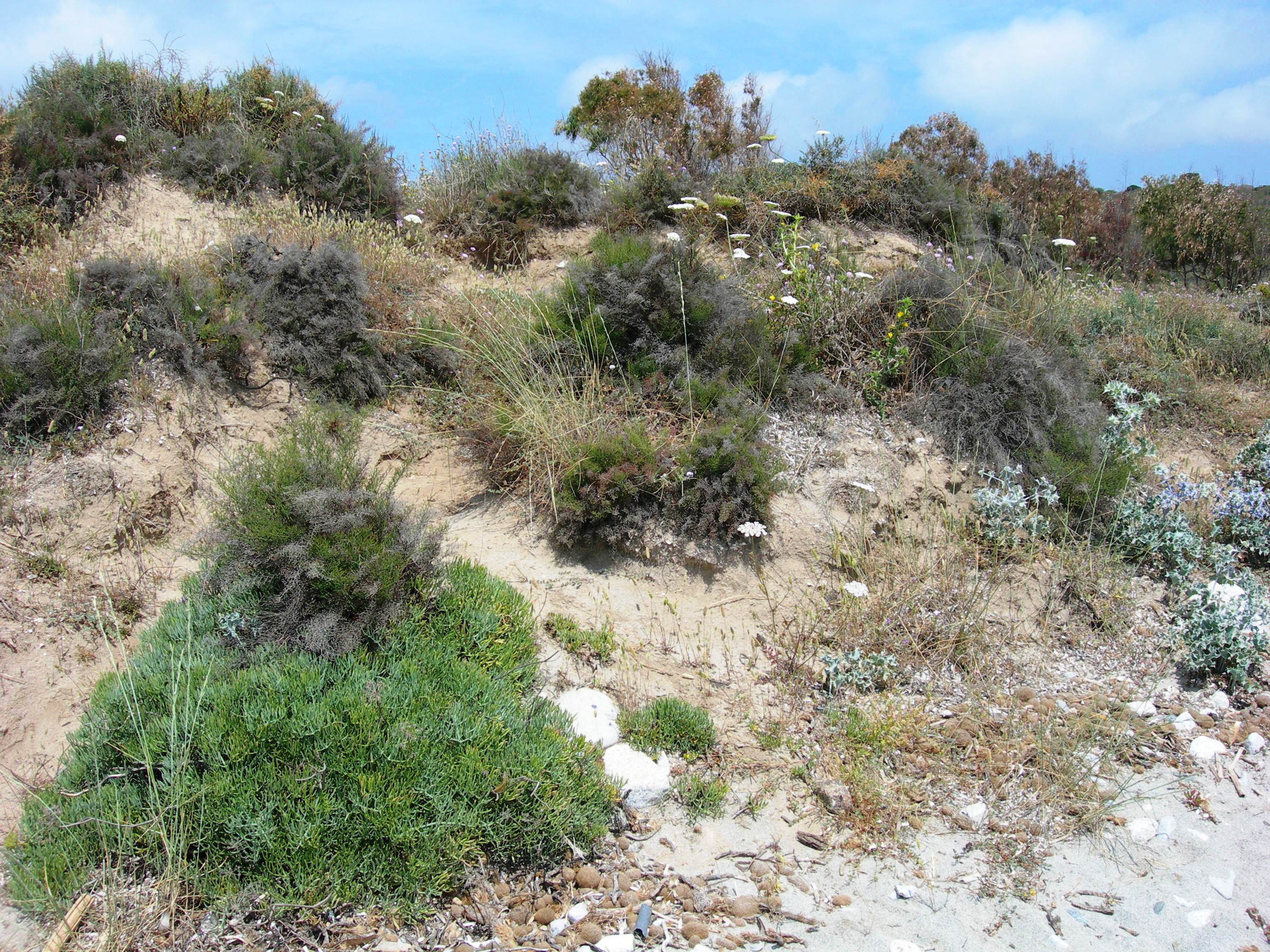 Finocchio marino e Statice (Crithmum maritimum e Limonium dubium)