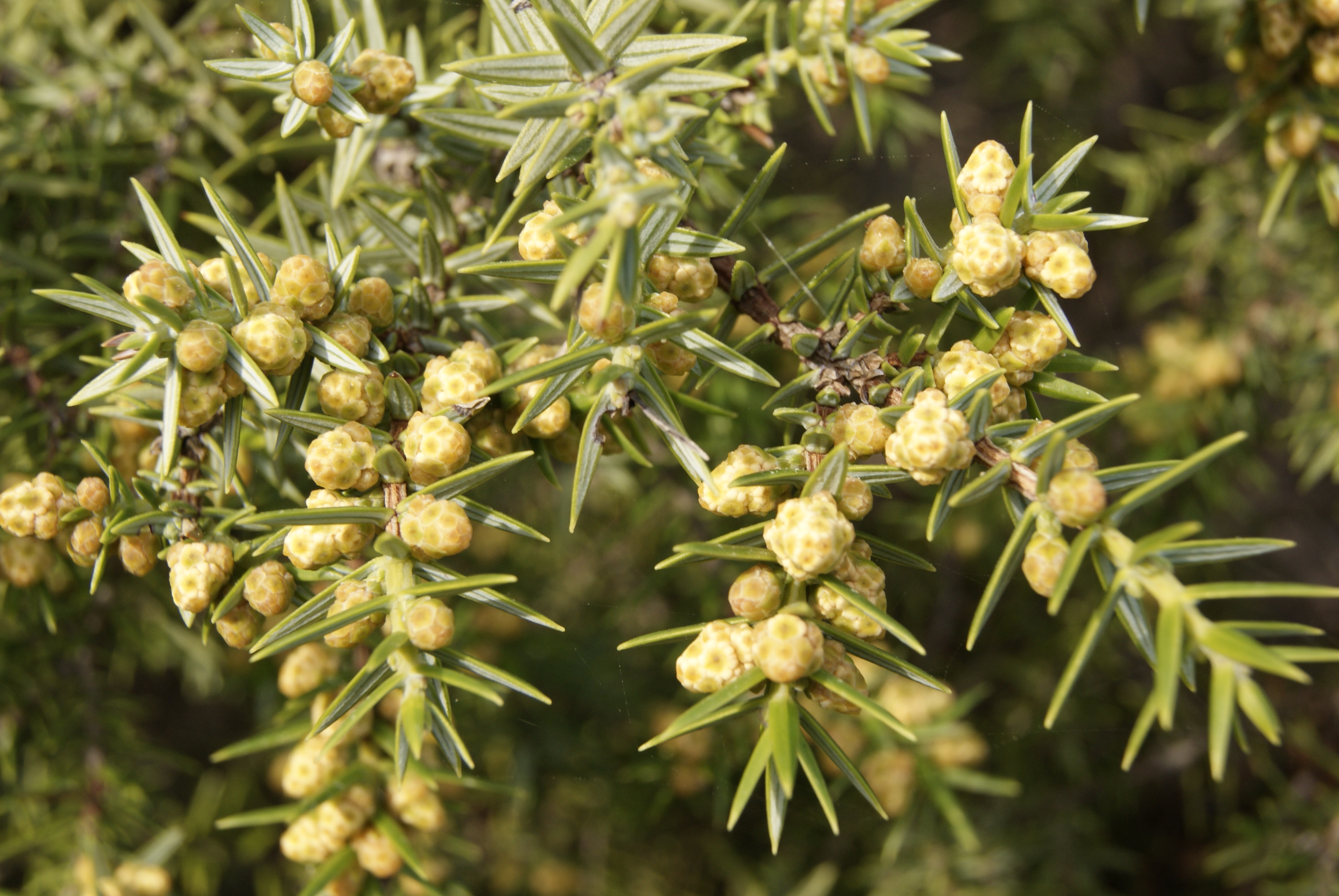 Fiore di ginepro coccolone (Juniperus oxycedrus subsp. macrocarpa)