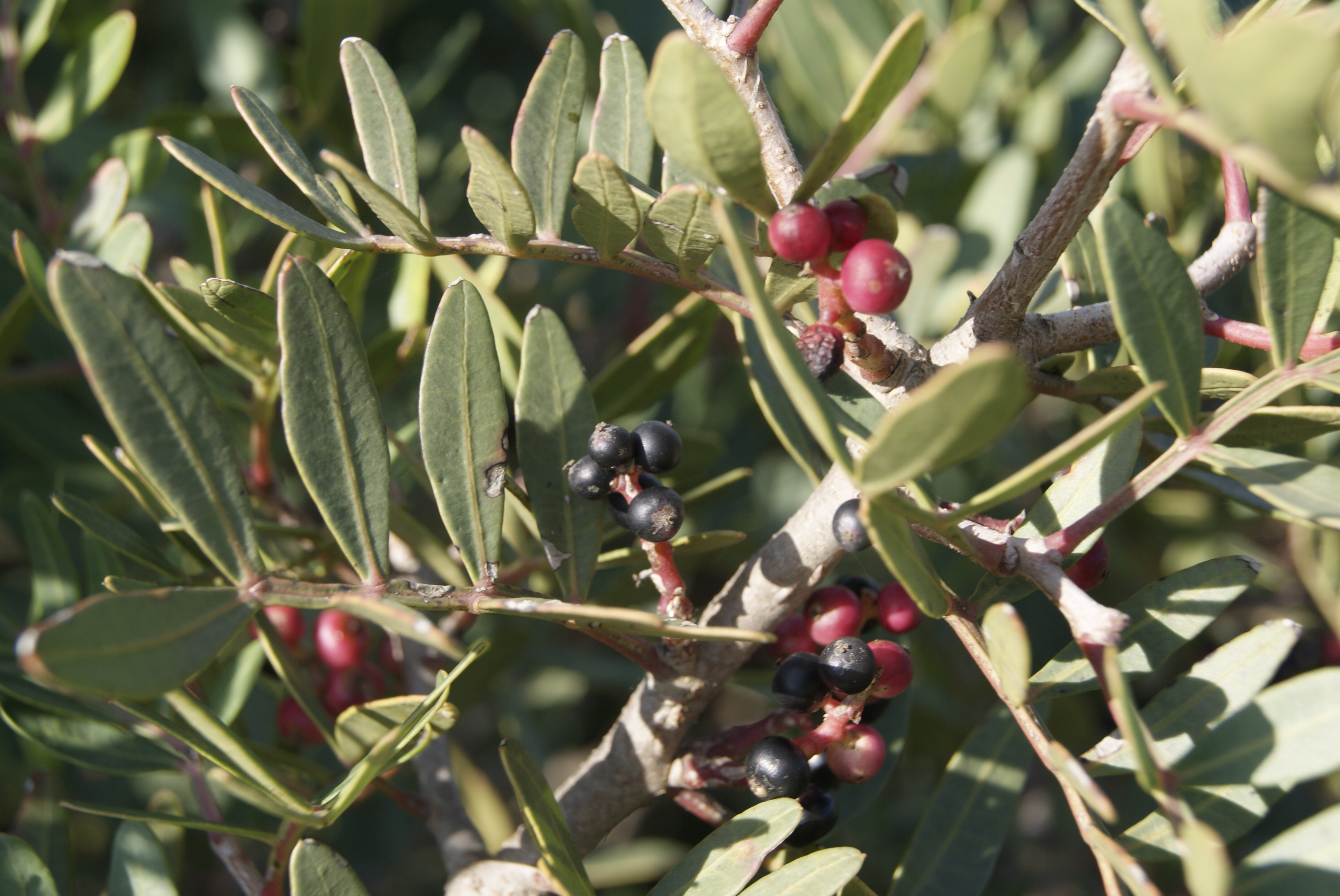 Frutti di lentisco (Pistacia lentiscus)