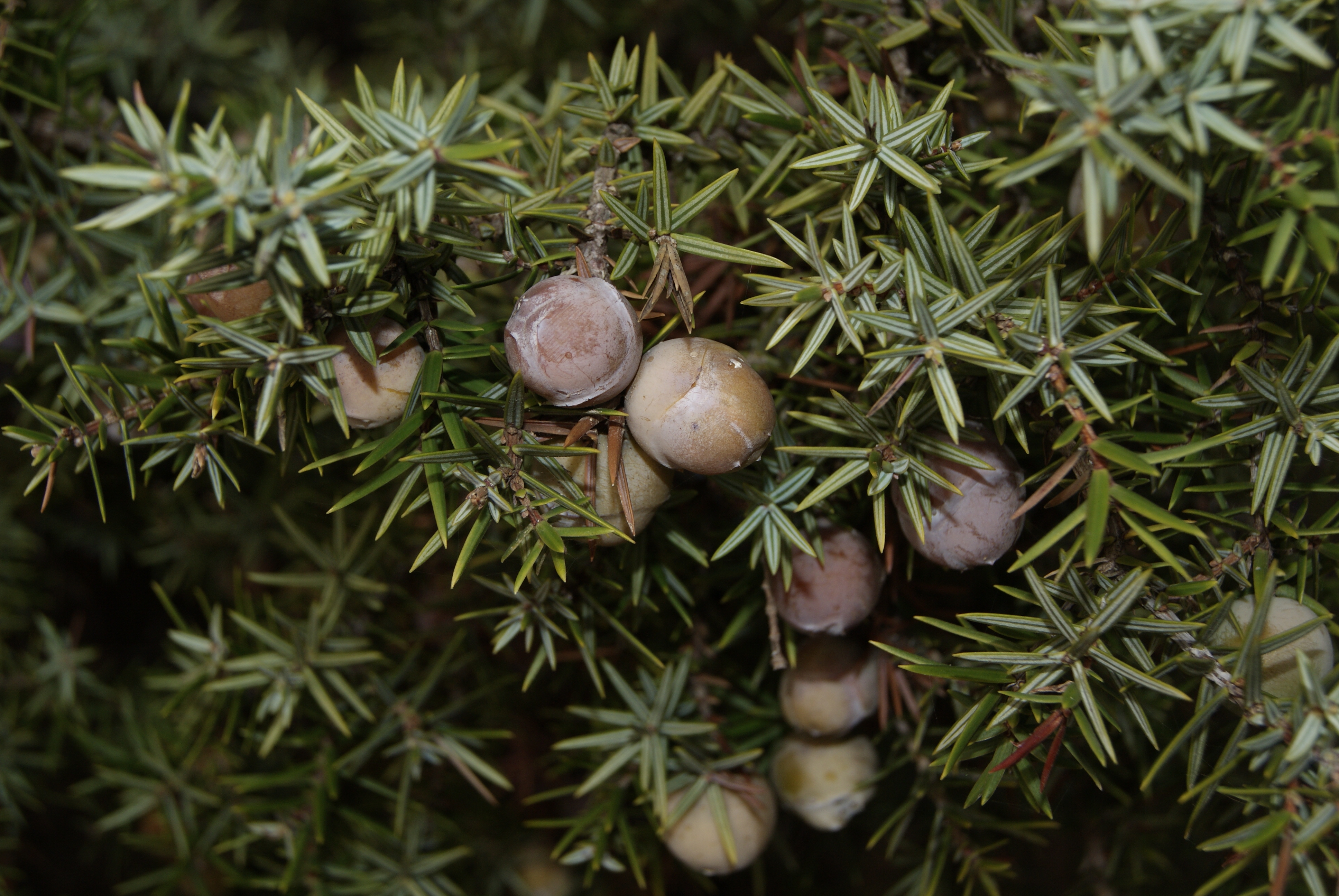 Galbuli di ginepro coccolone (Juniperus oxycedrus subsp. macrocarpa)