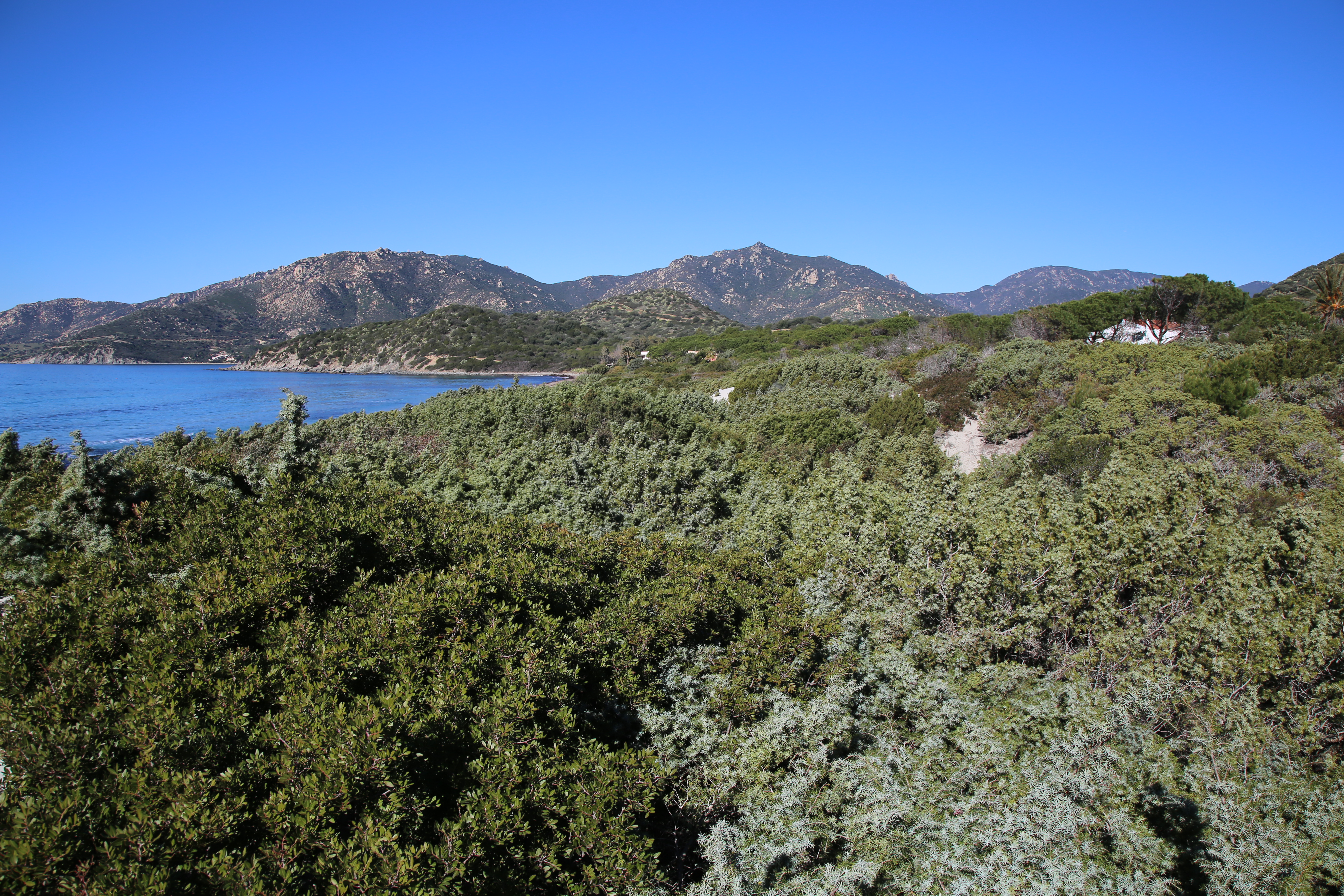 Ginepreto Campulongu (Habitat 2250)