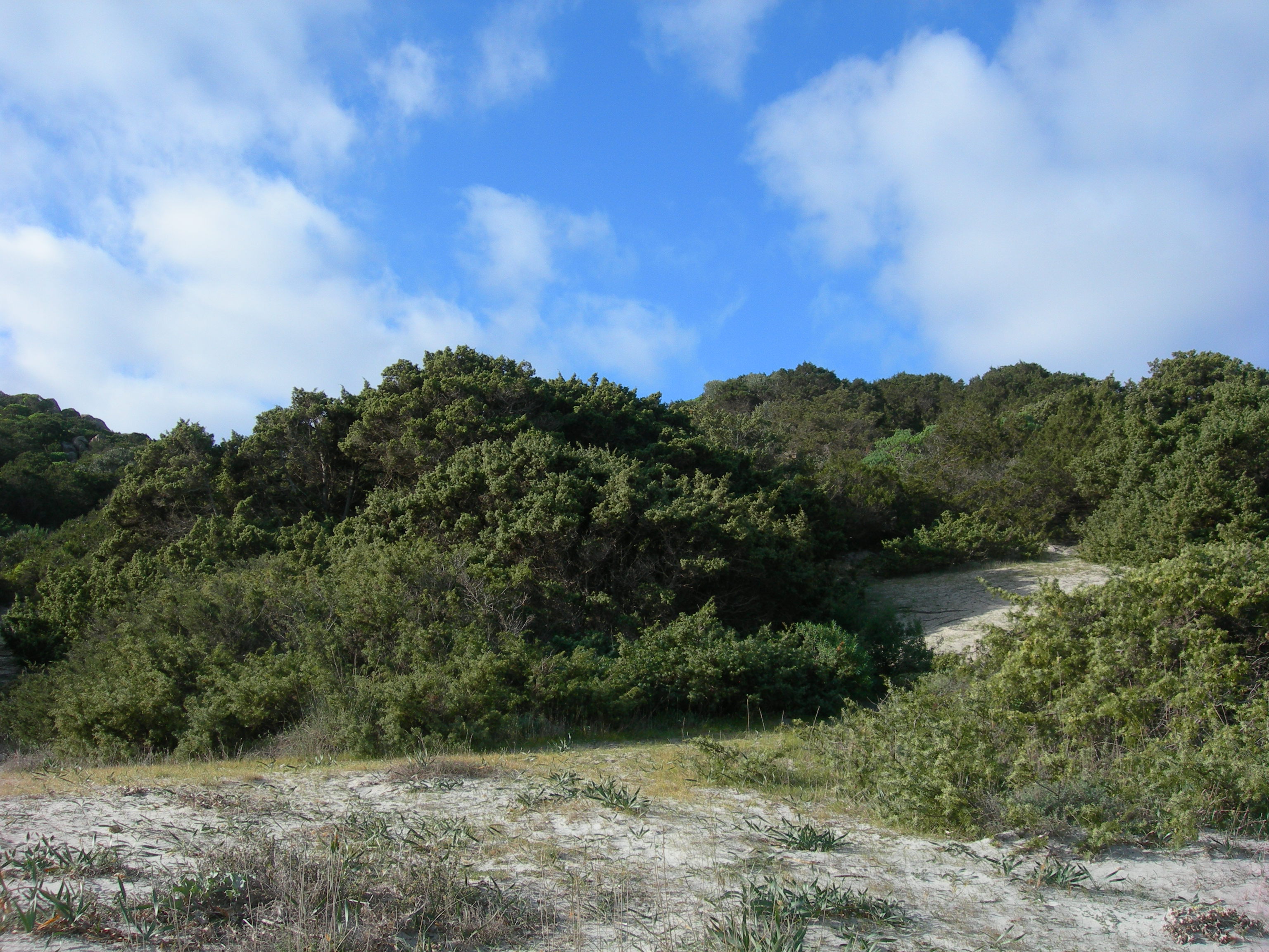 Ginepreto Porto Giunco (Habitat 2250)