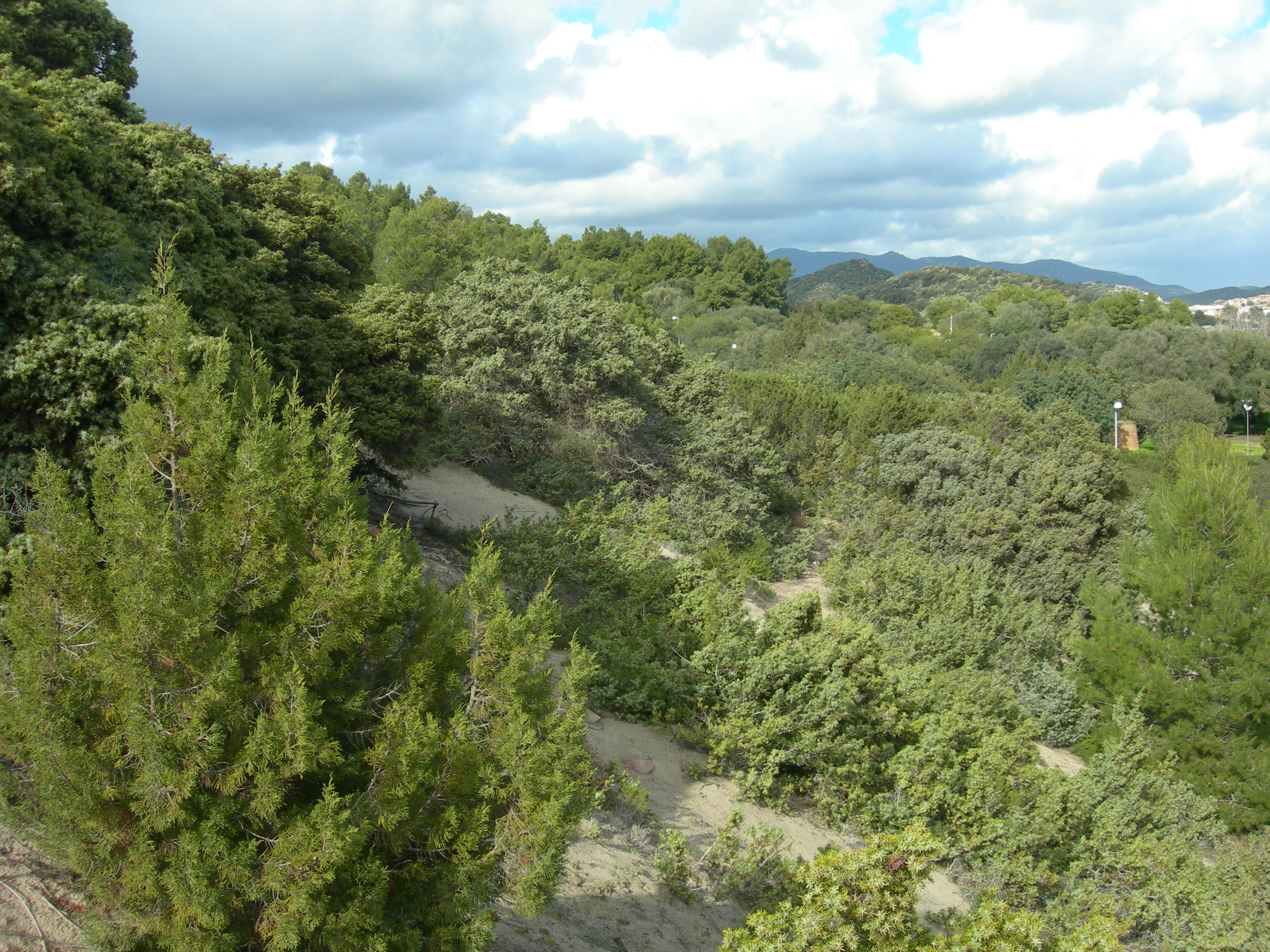 Ginepreto Simius (Habitat 2250)