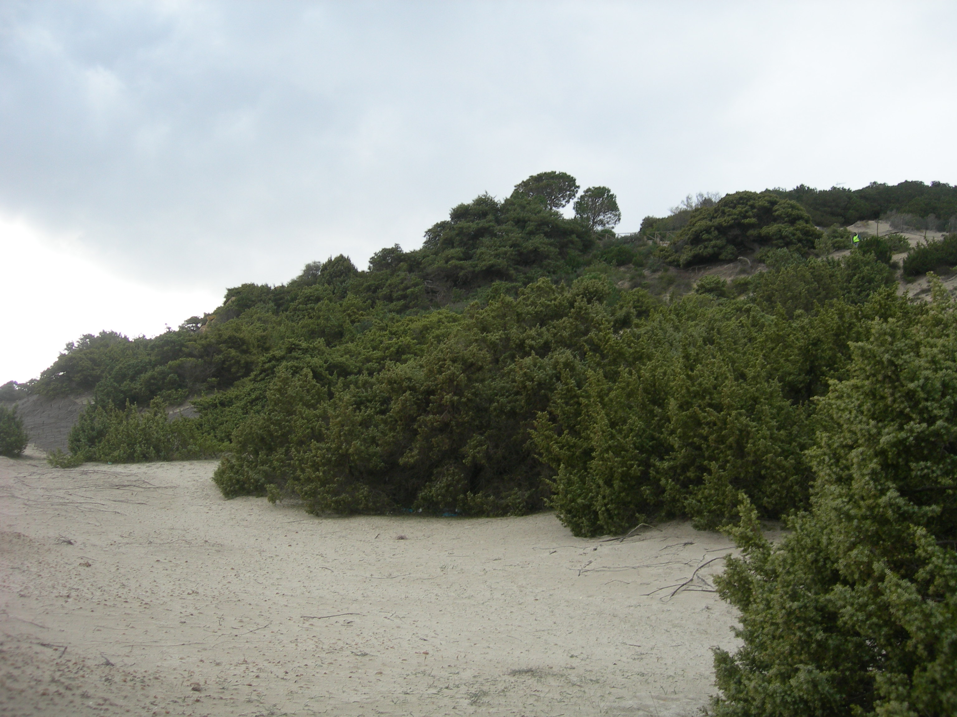 Ginepreto Timi Ama (Habitat 2250) (2)