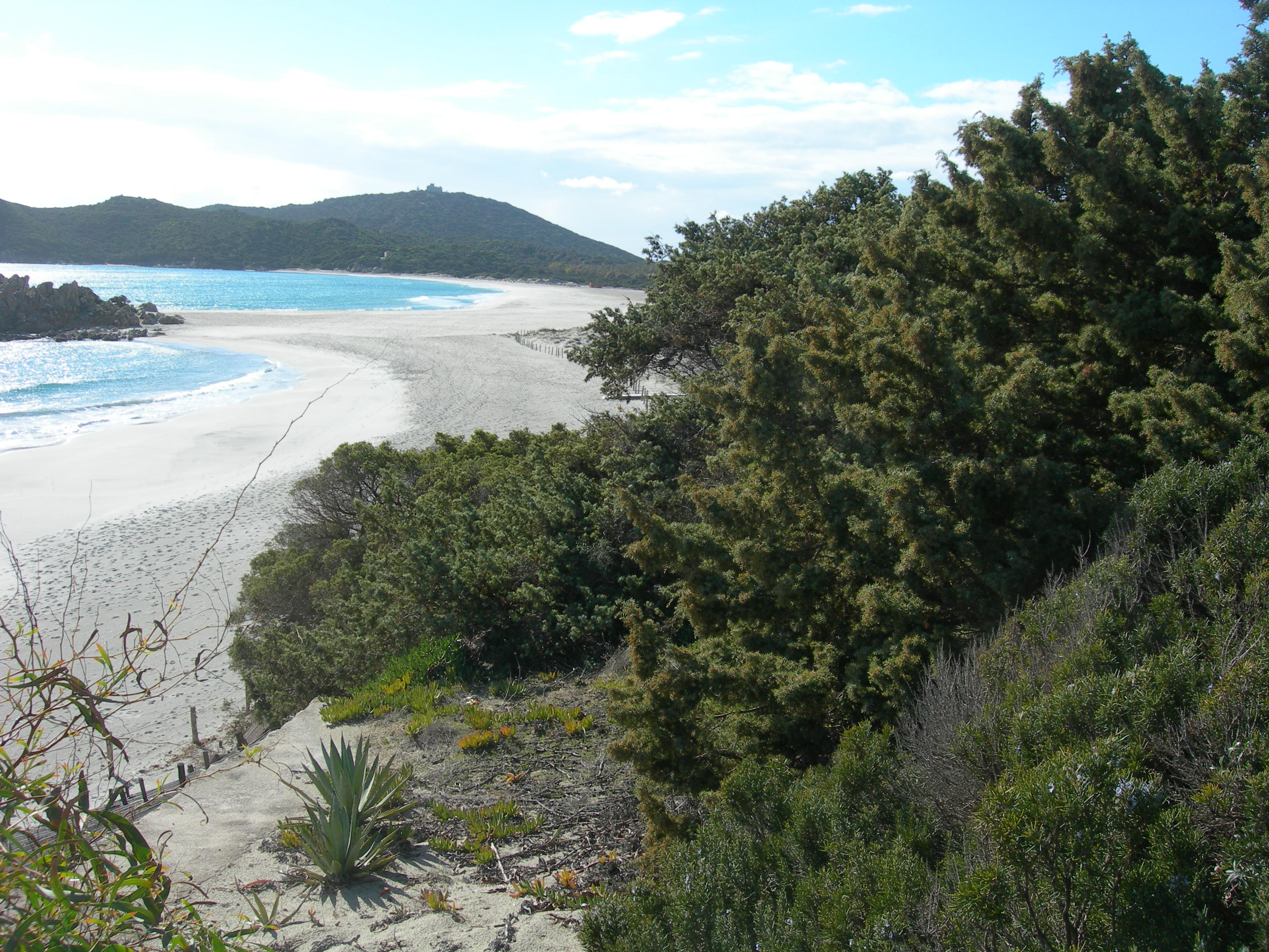 Ginepreto Timi Ama (Habitat 2250 invaso da Carpobrotus, Acacia e Agave)