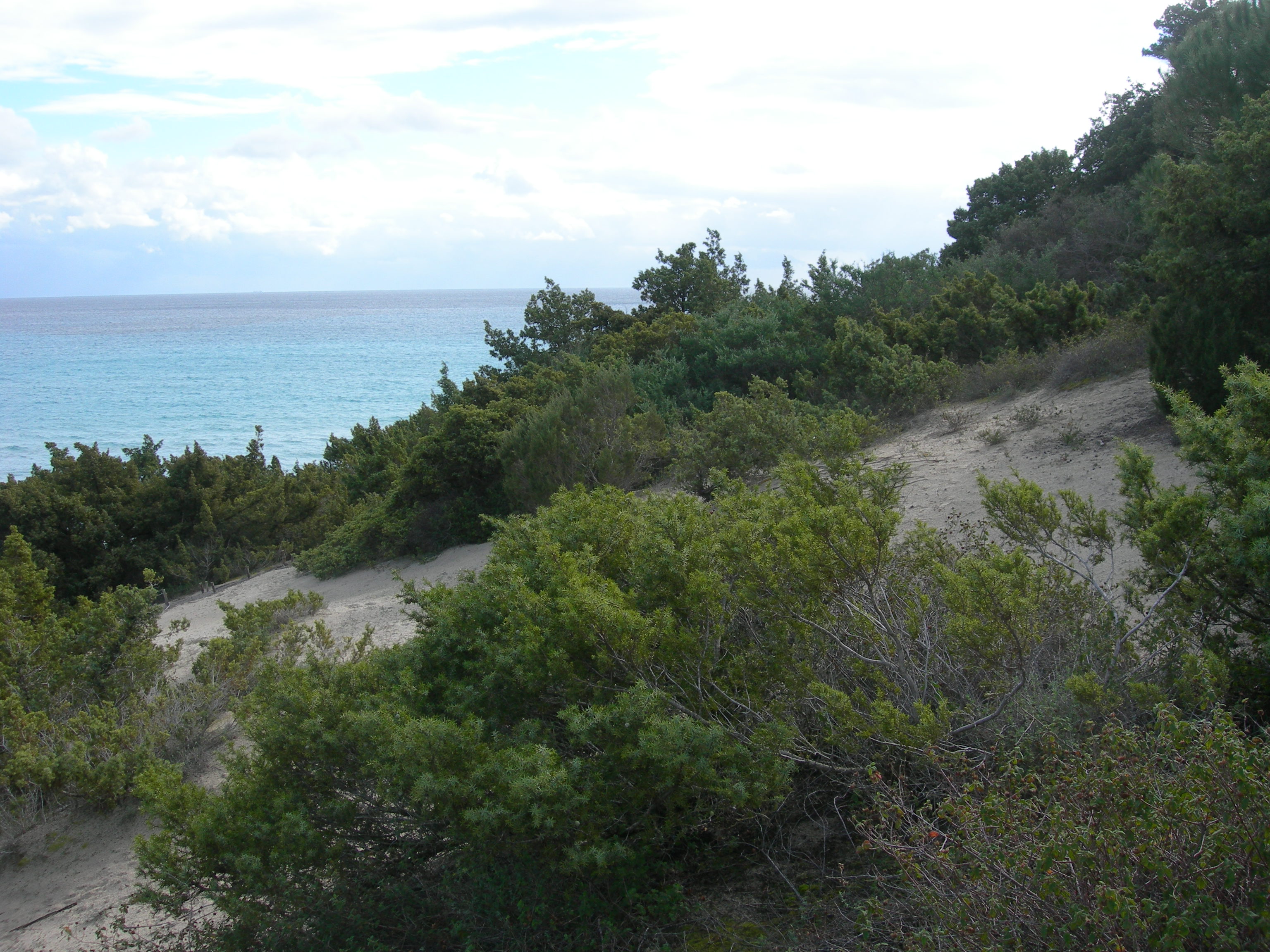 Ginepreto Timi Ama (Habitat 2250)