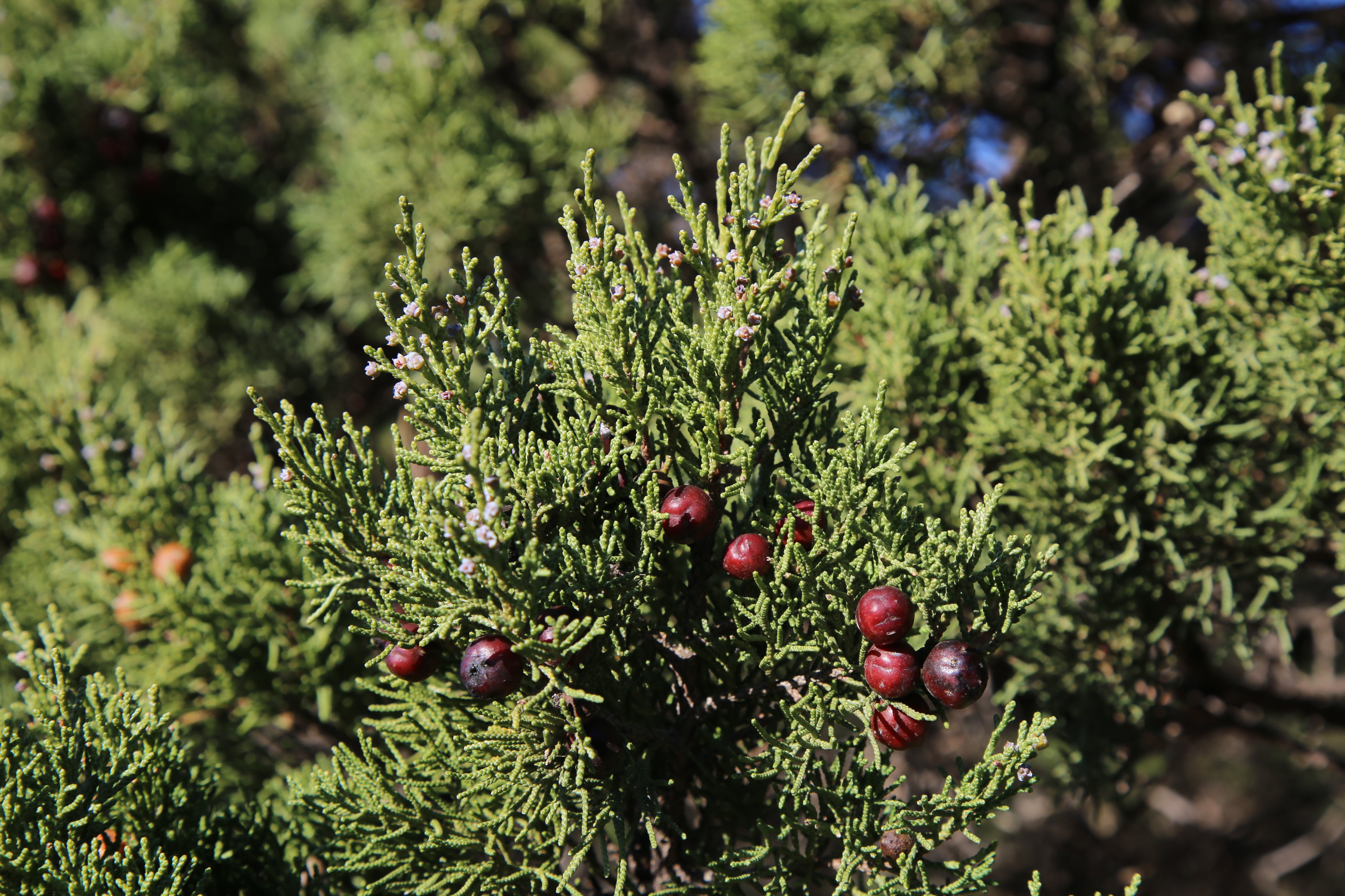 Ginepro feniceo (Juniperus turbinata)