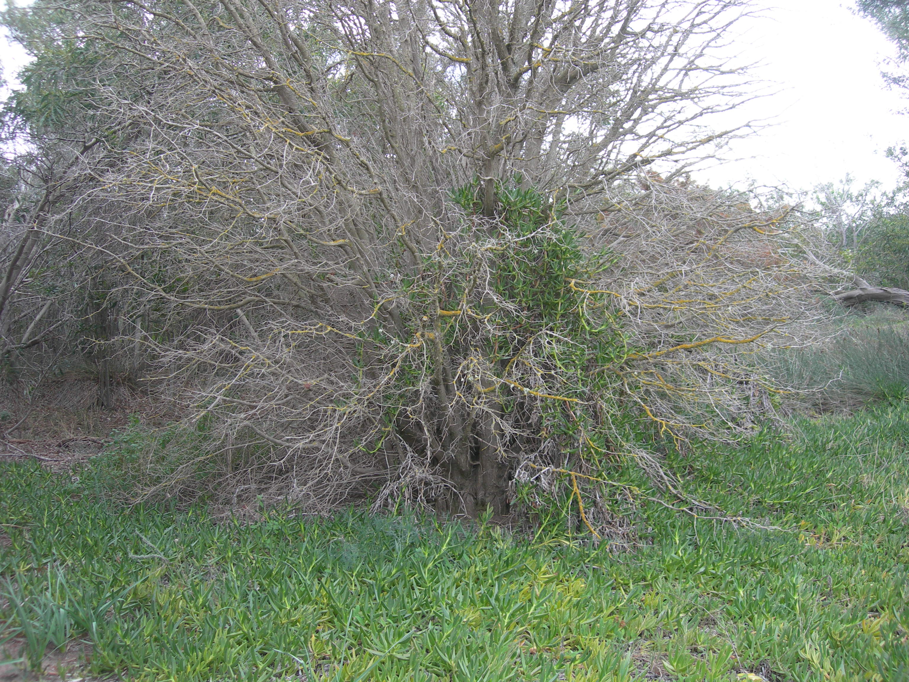 Ginepro morto coperto di fico degli Ottentotti comune (Juniperus oxycedrus subsp. macrocarpa e coperto di Carpobrotus edulis)