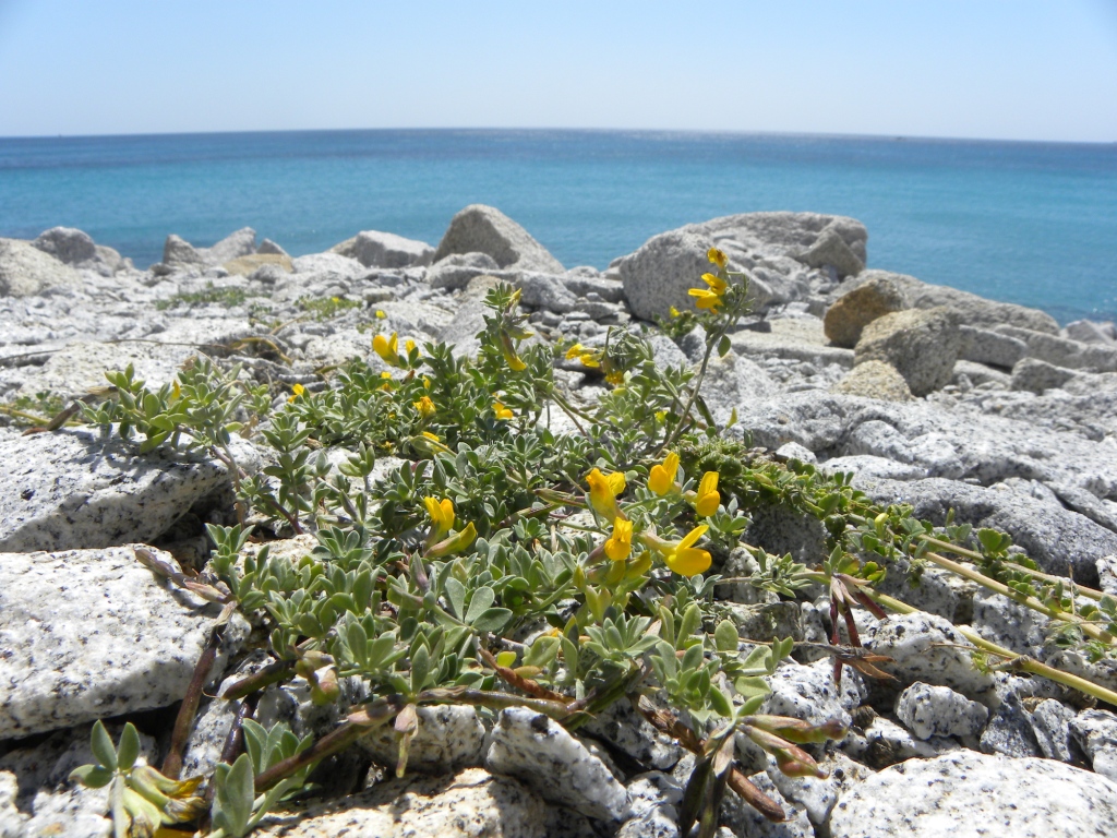 Ginestrino delle scogliere (Lotus cytisoides)