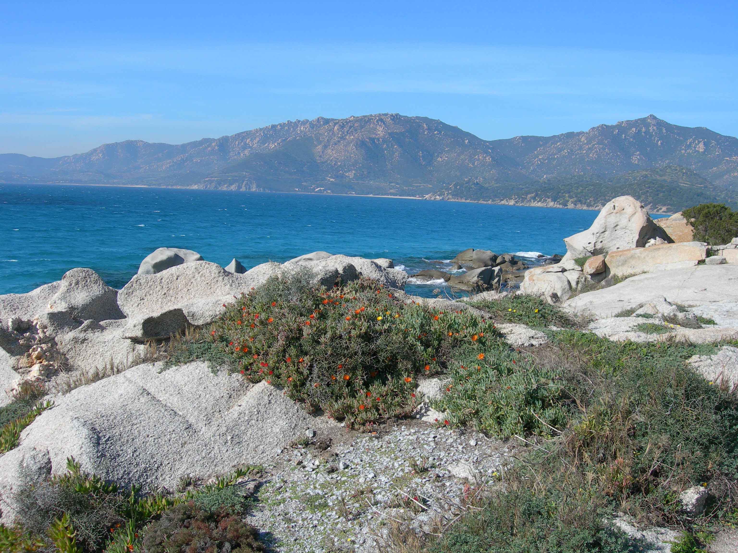 Malephora crocea (3)