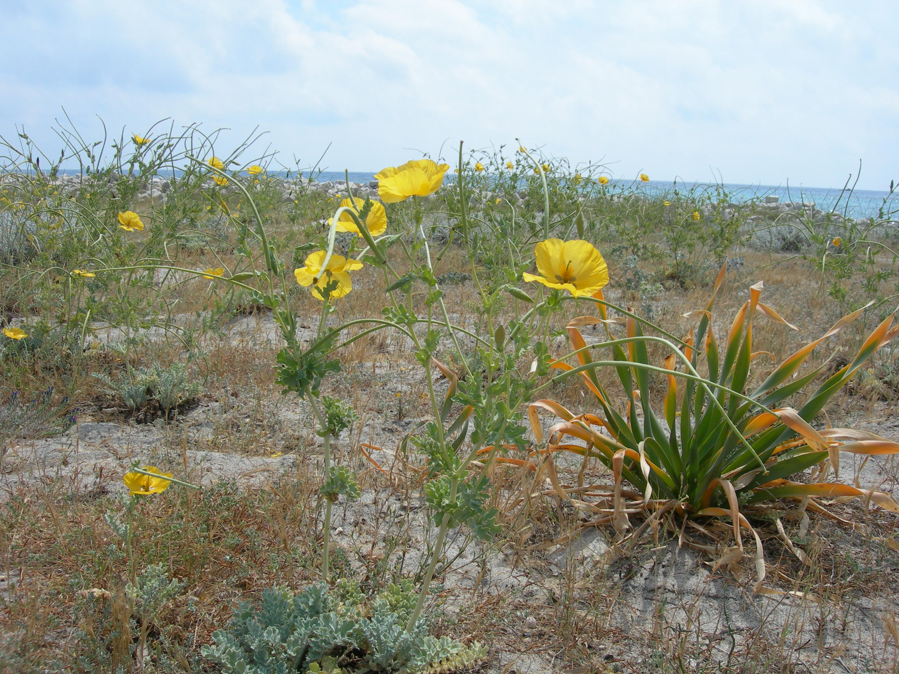 Papavero cornuto (Glaucium flavum)