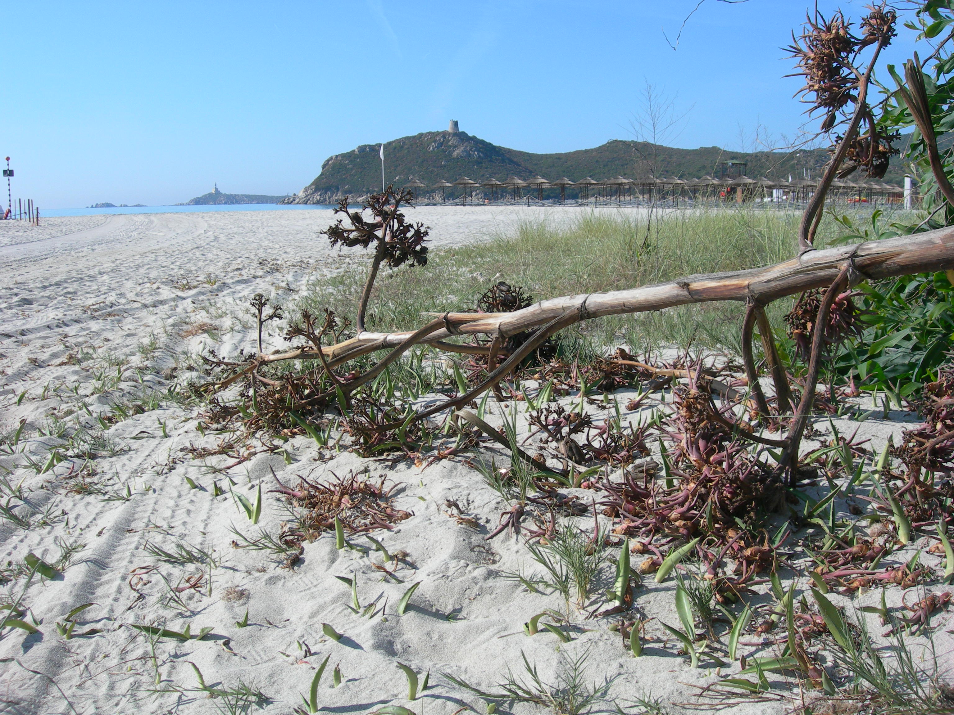Plantule di Agave (Agave americana)