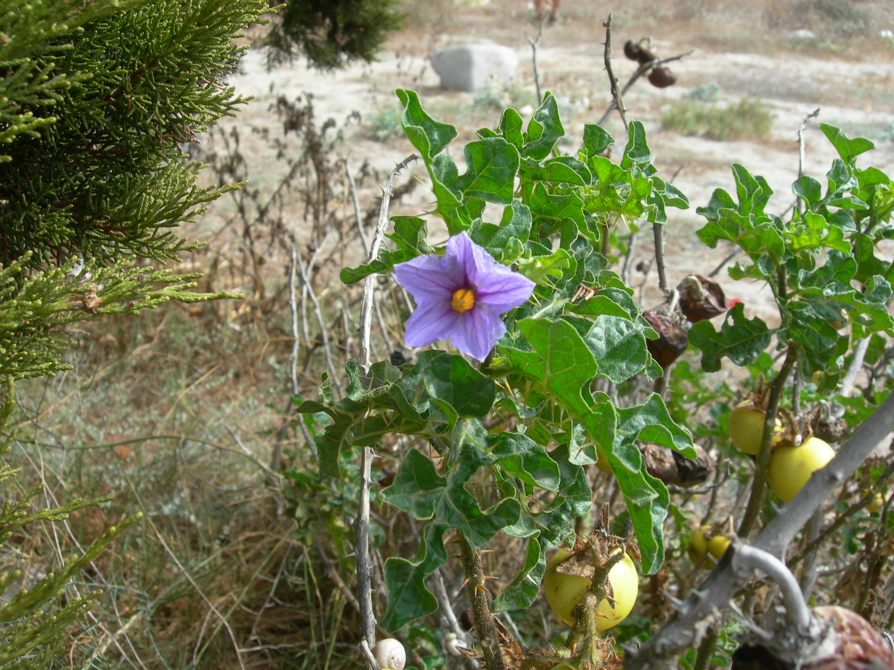 Pomo di Sodoma (Solanum sodomaeum)