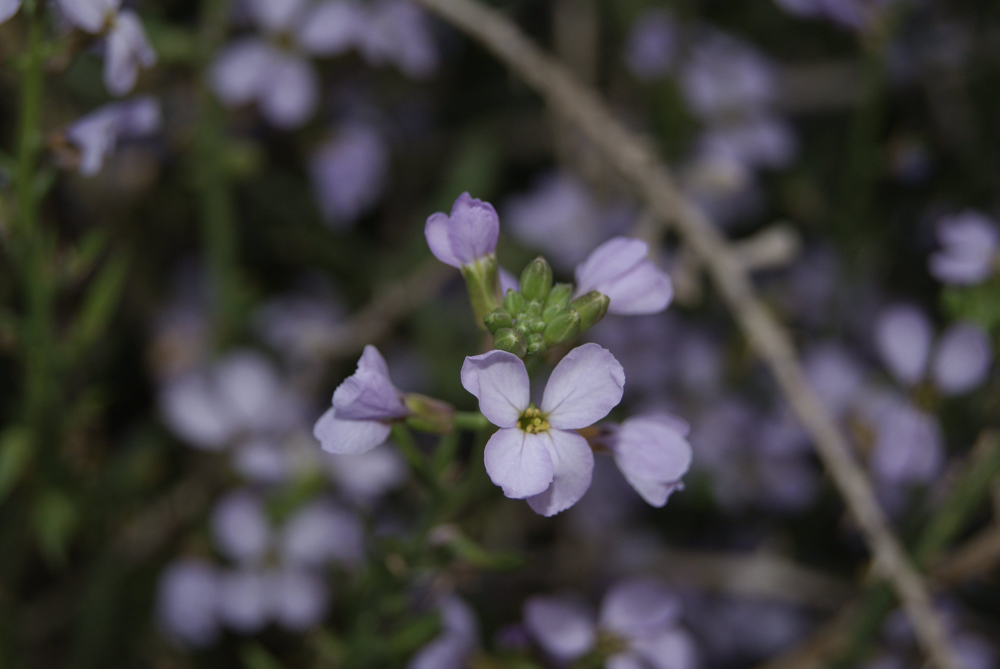Ravastrello marino (Cakile maritima)