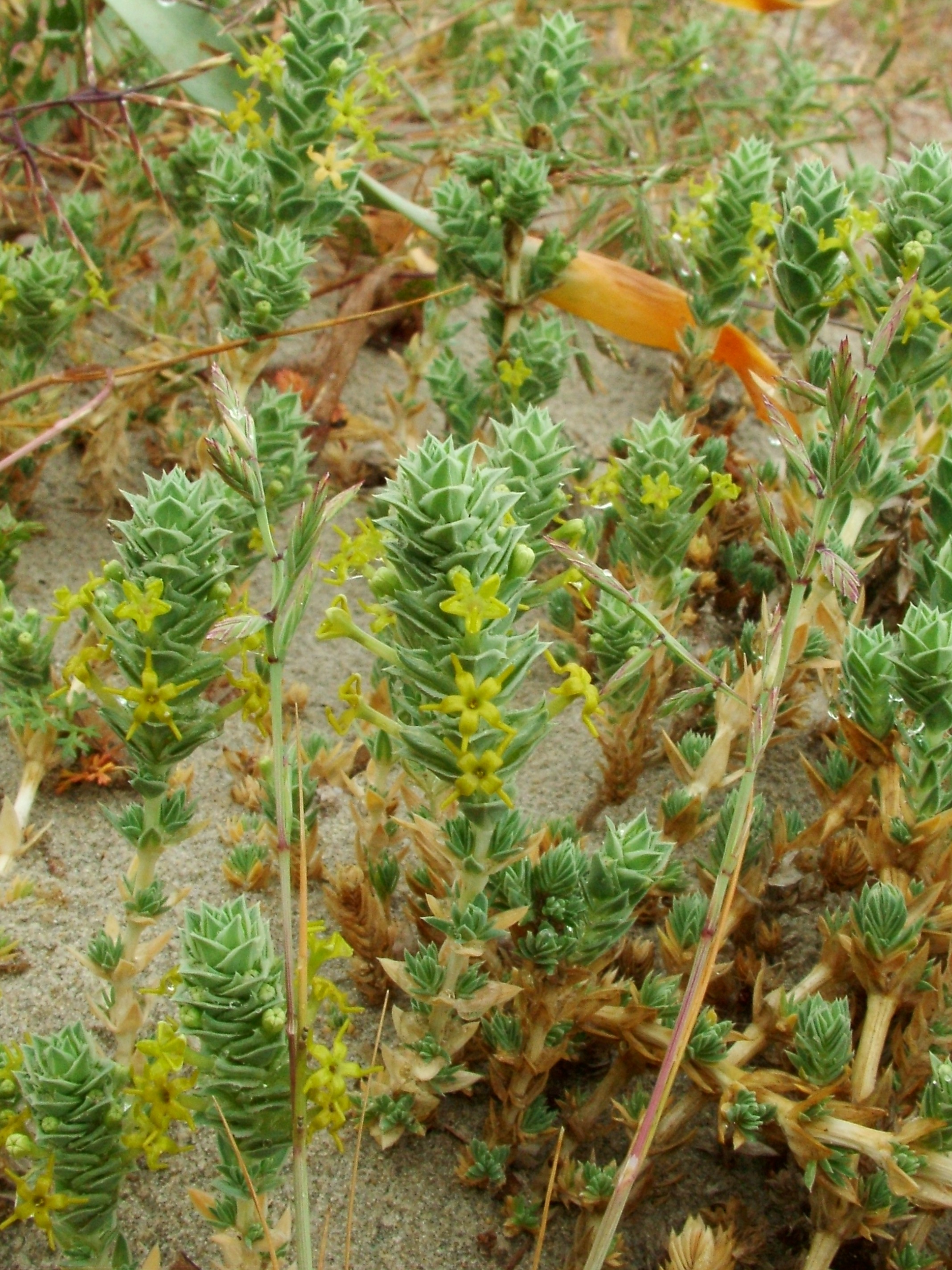 Rubia marina (Crucianella marina)