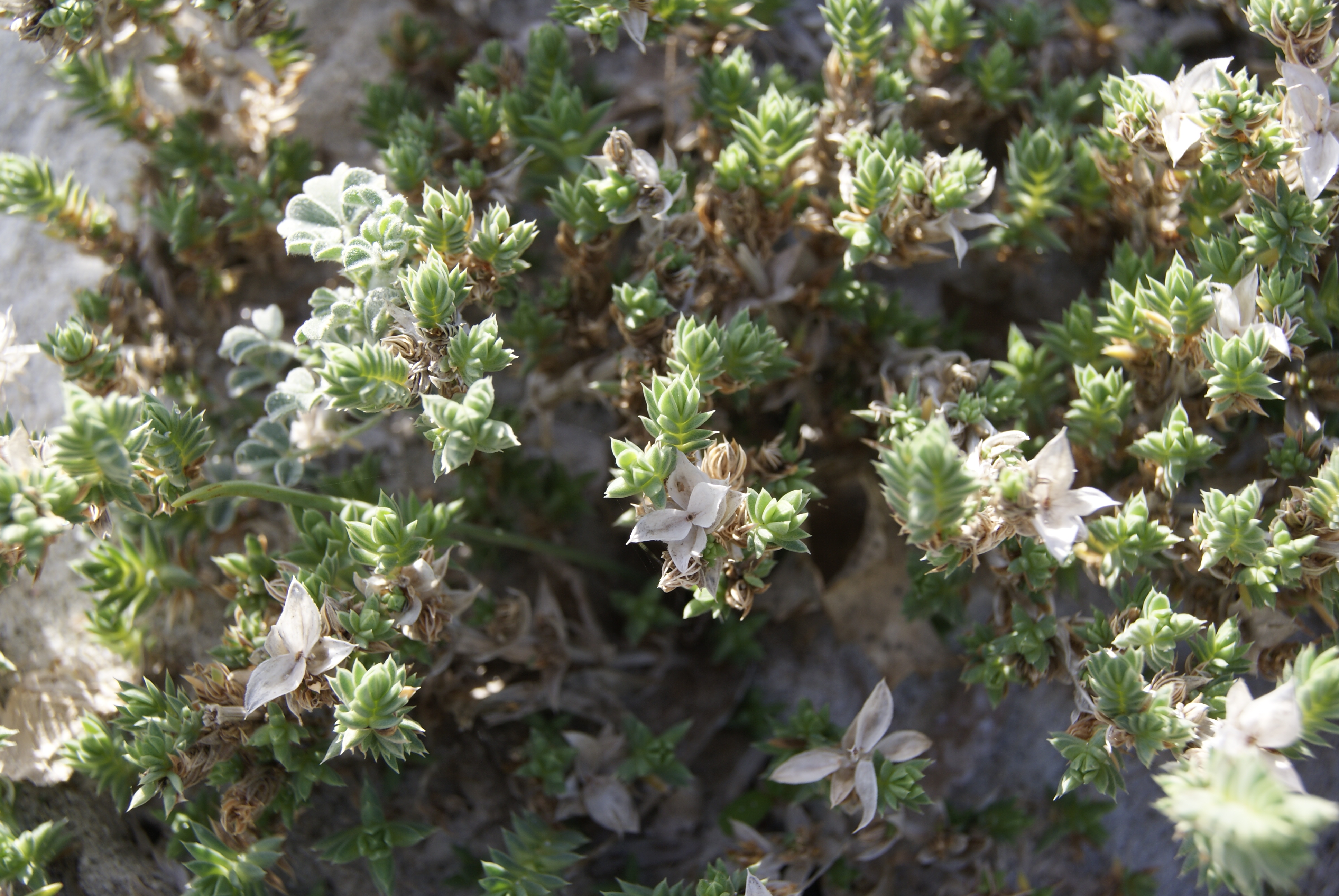 Rubia marina (Crucianella maritima)