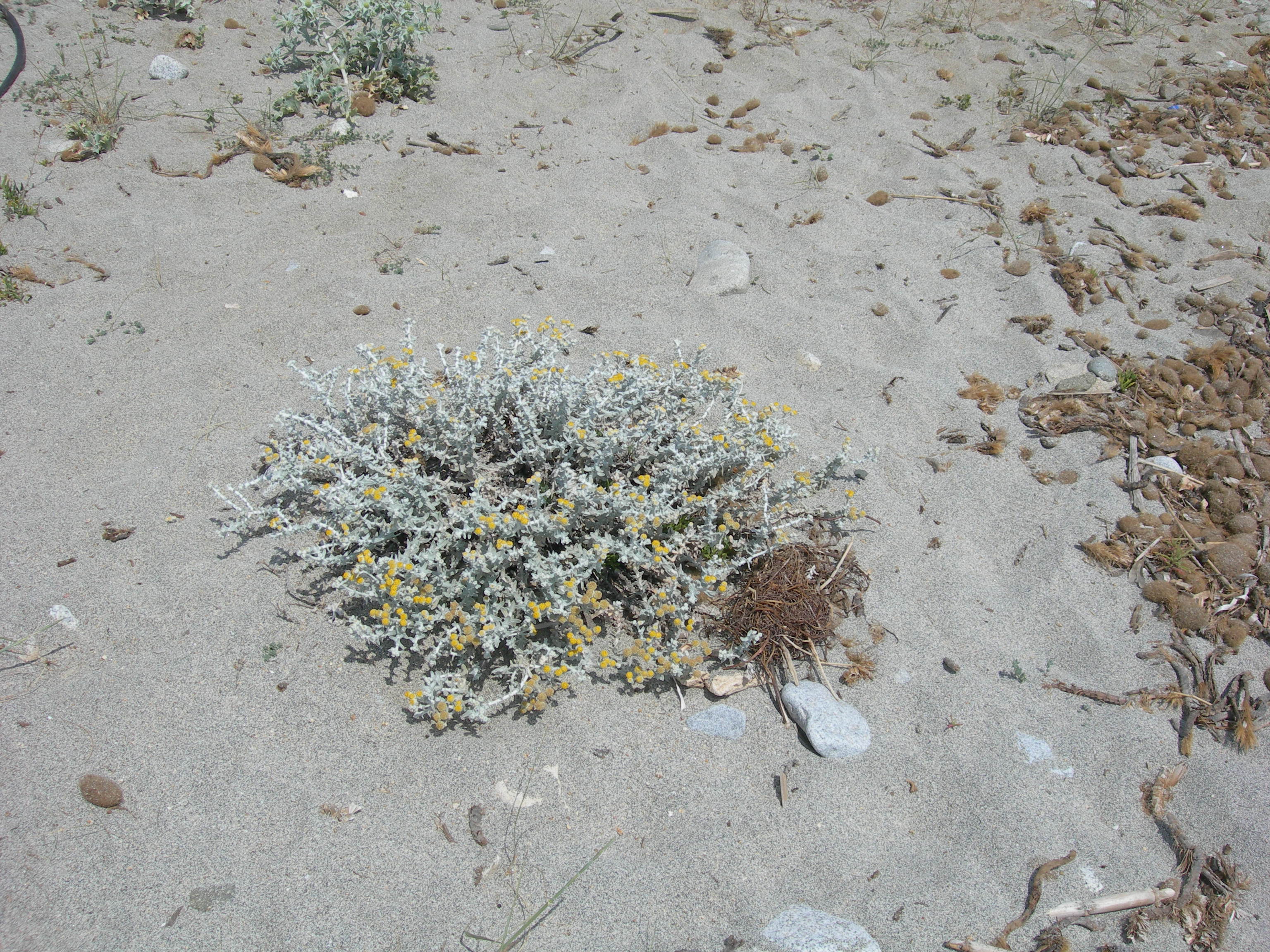 Santolina delle spiagge (Achillea maritima)