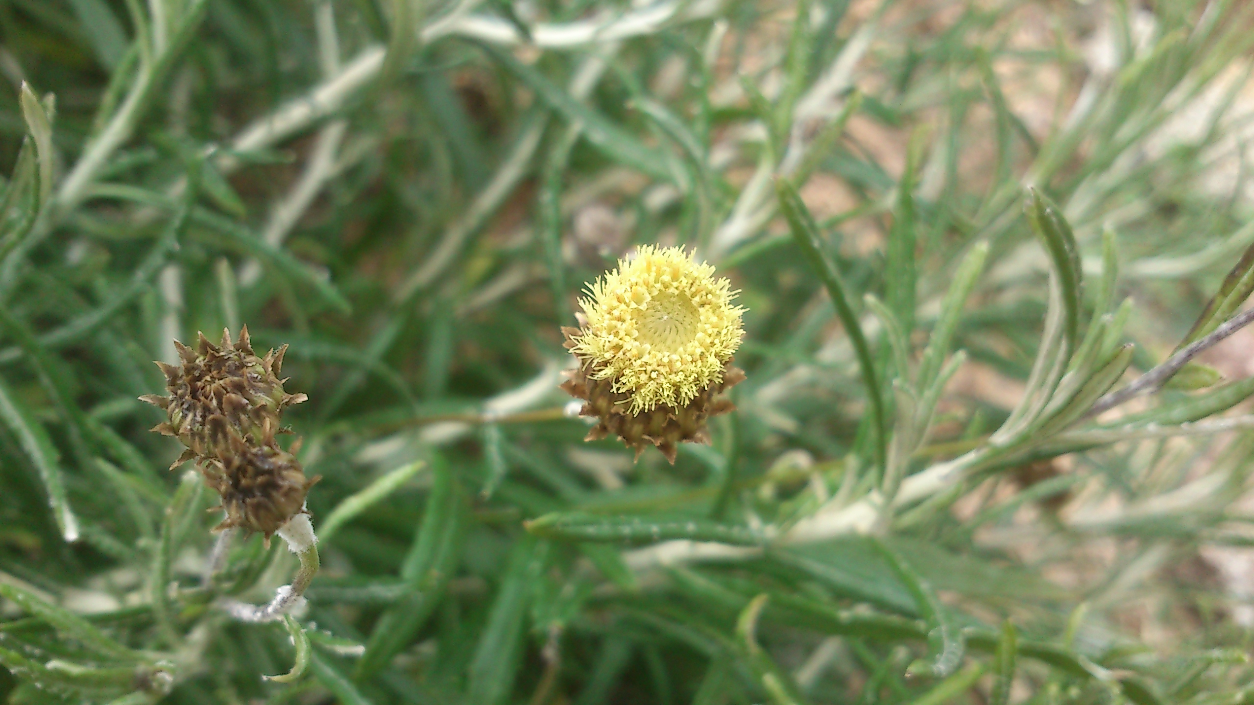 Scuderi angustifoglio (Phagnalon saxatile)