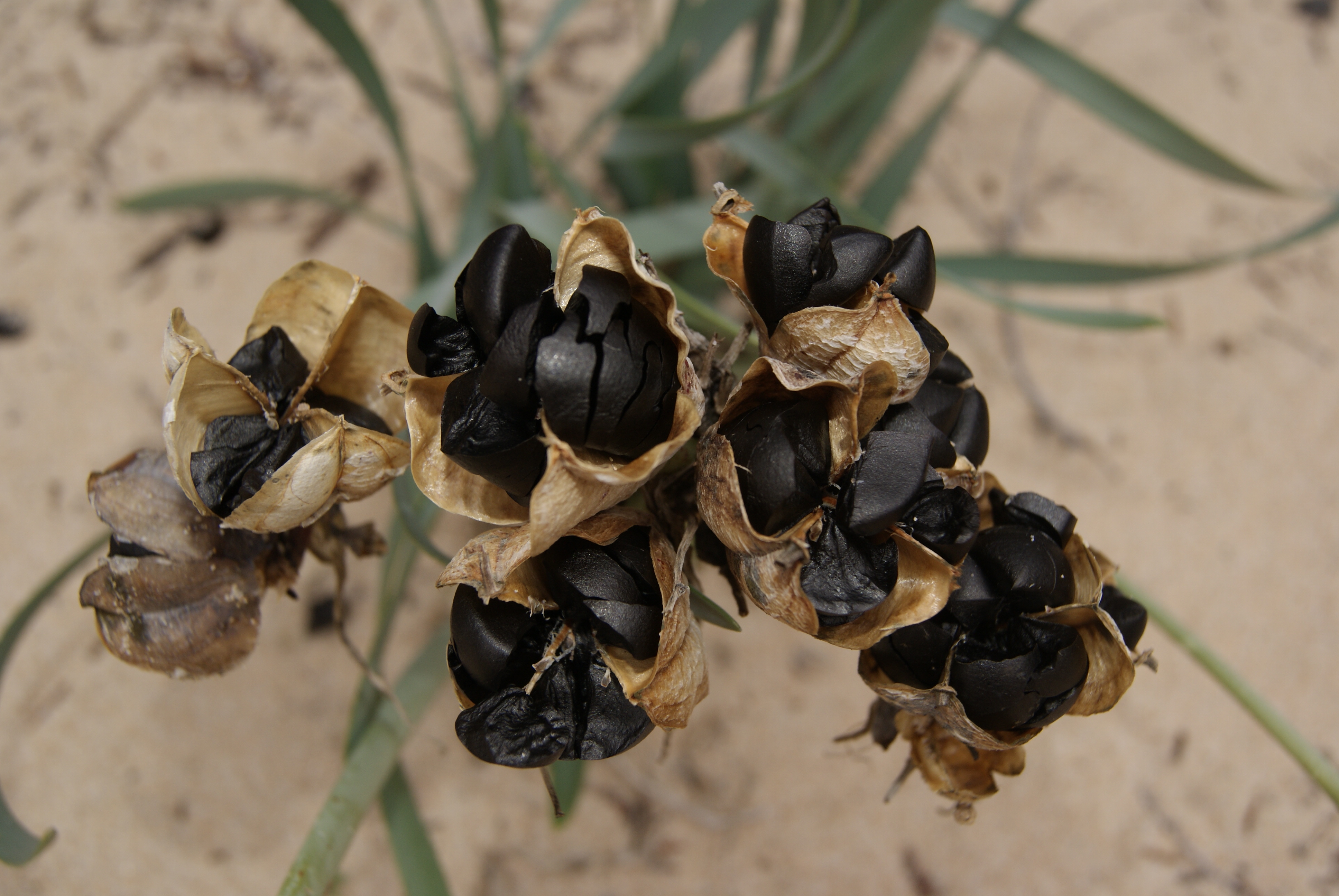 Semi di giglio marino (Pancratium maritimum)