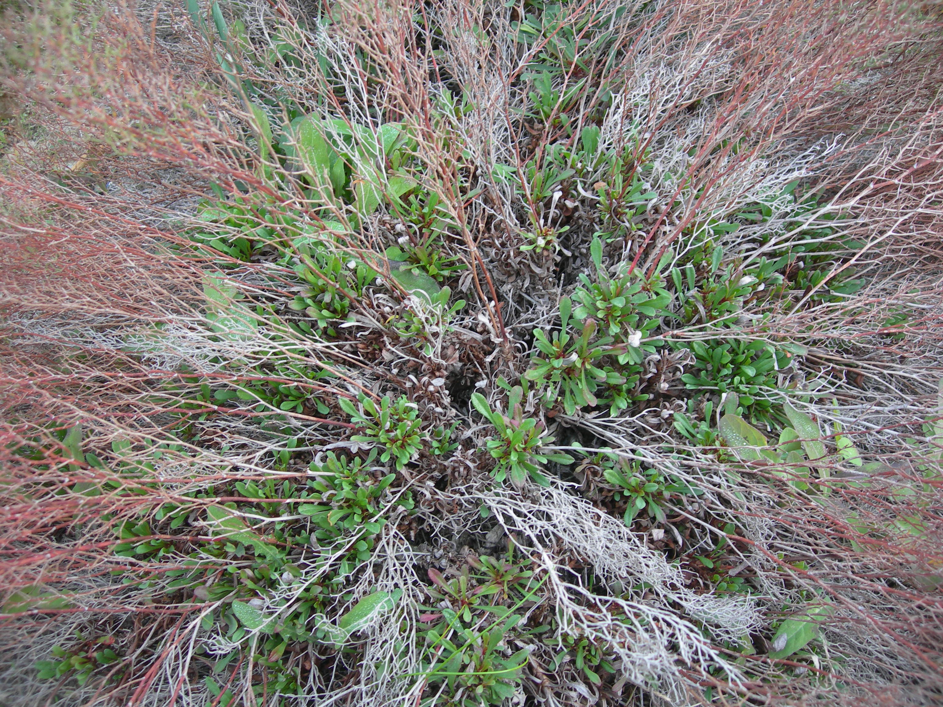 Statice (Limonium dubium)