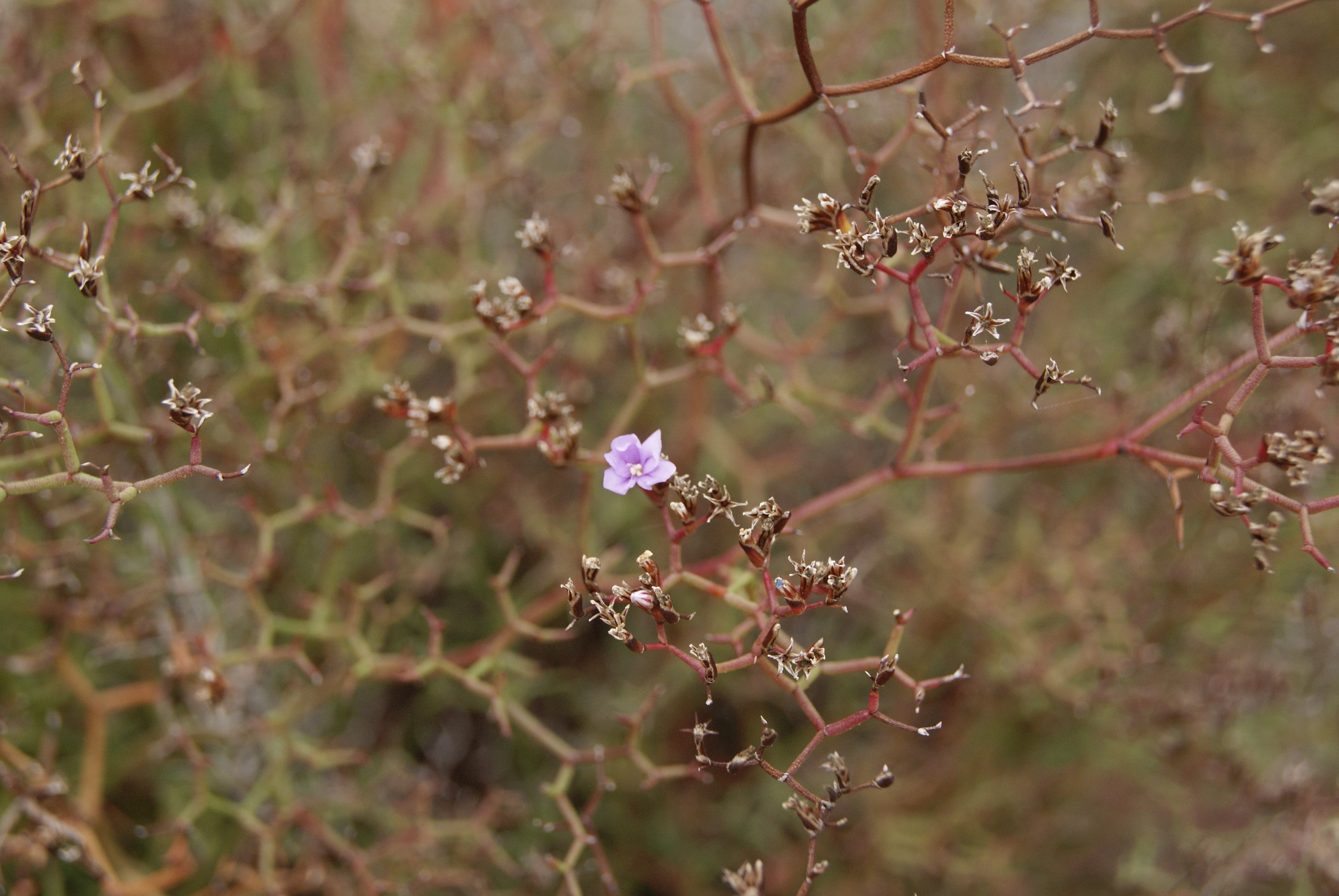 Statice (Limonium retirameum)