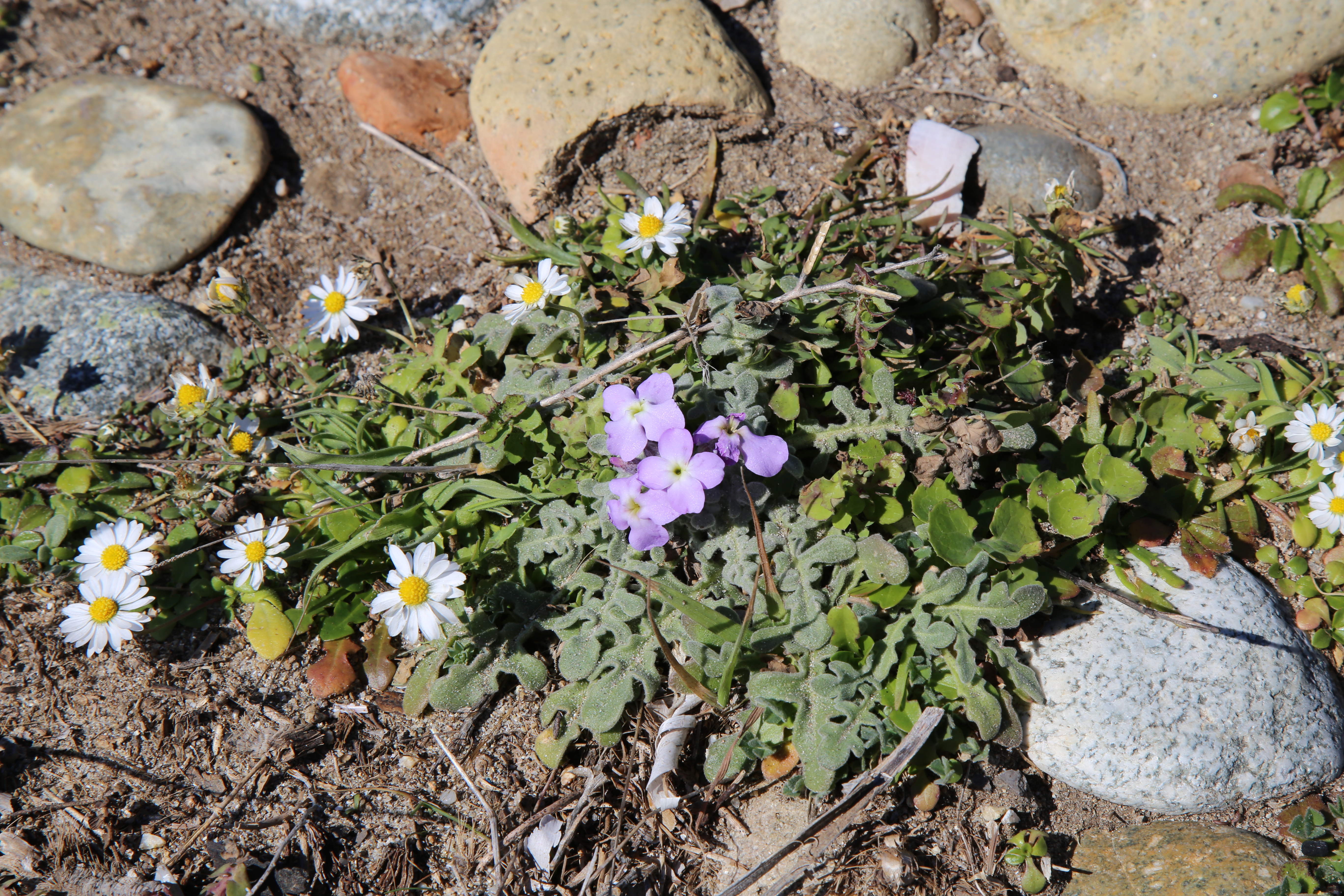 Violaciocca (Matthiola tricuspidata)