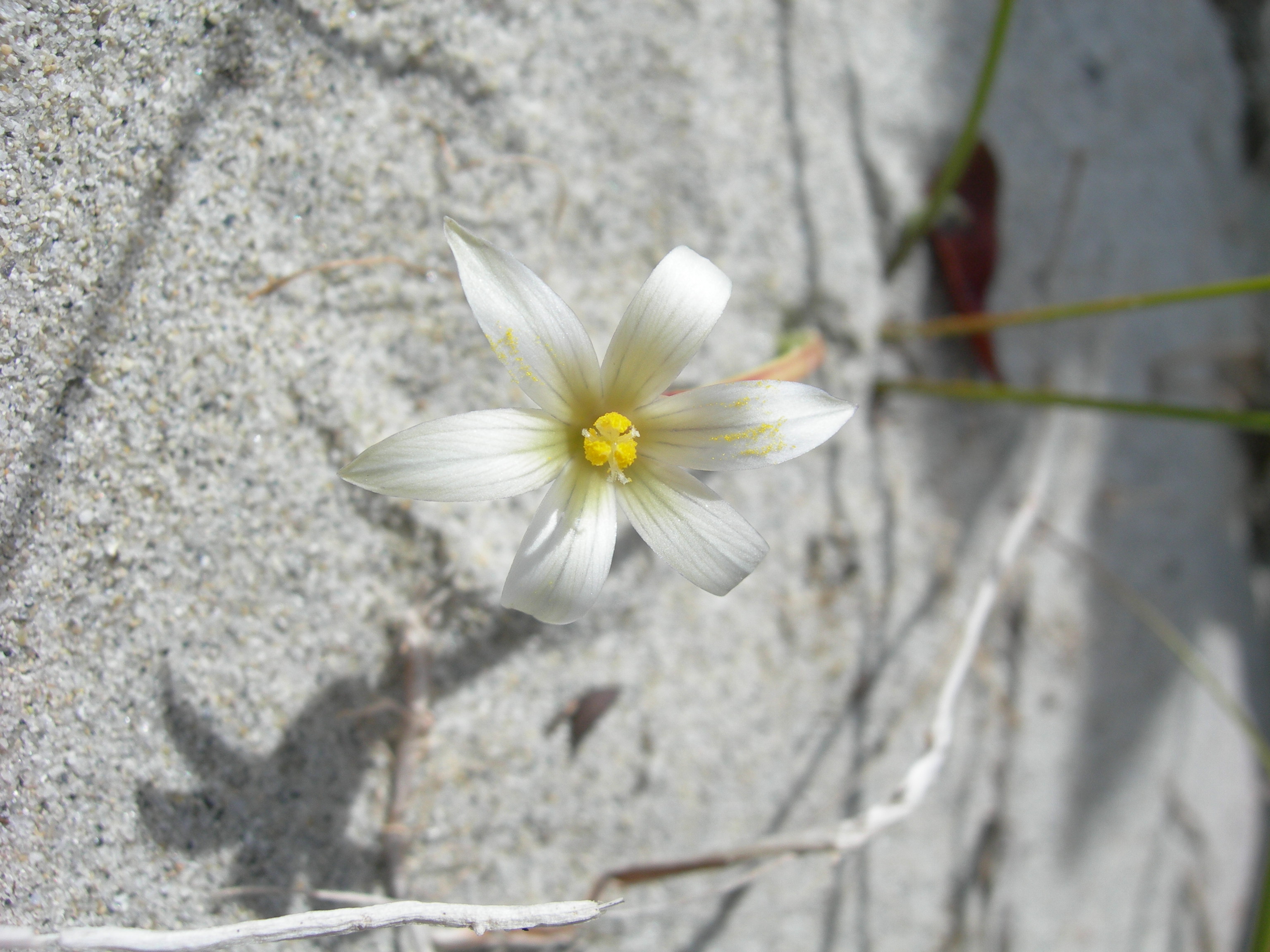 Zafferanetto di Rolli (Romulea rollii)