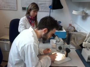 Lavoro in Banca del germoplasma