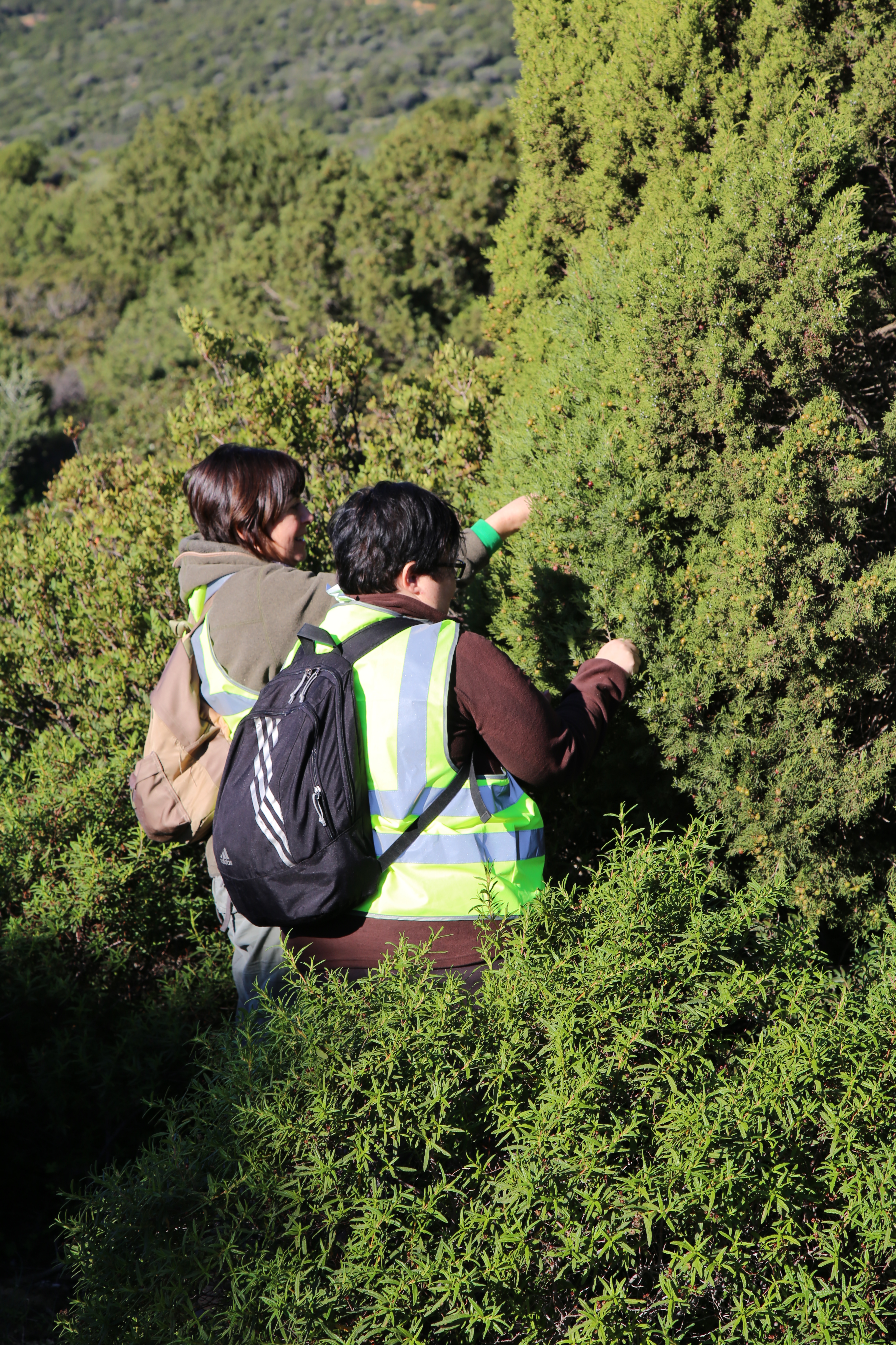 Raccolta del germoplasma